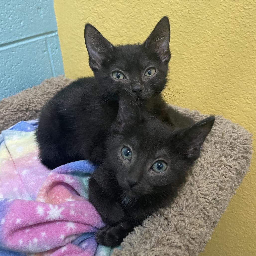 Faith and Hope, Adoptable, Kitten Female Domestic Short Hair.