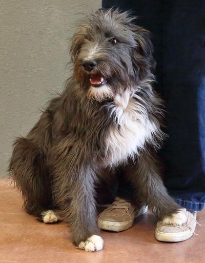 Fizzgig — thumbnail 2