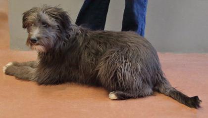 Fizzgig — thumbnail 3