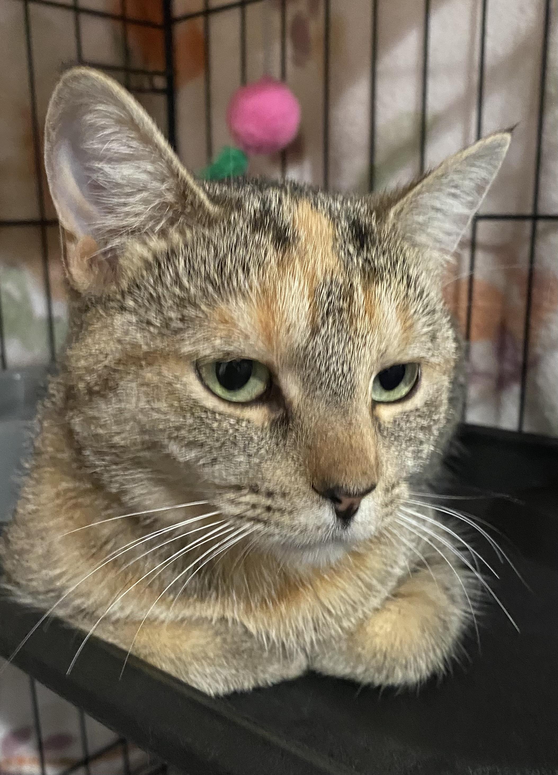 Cinder, a Adoptable Domestic Short Hair in Port Washington, WI image 1/4