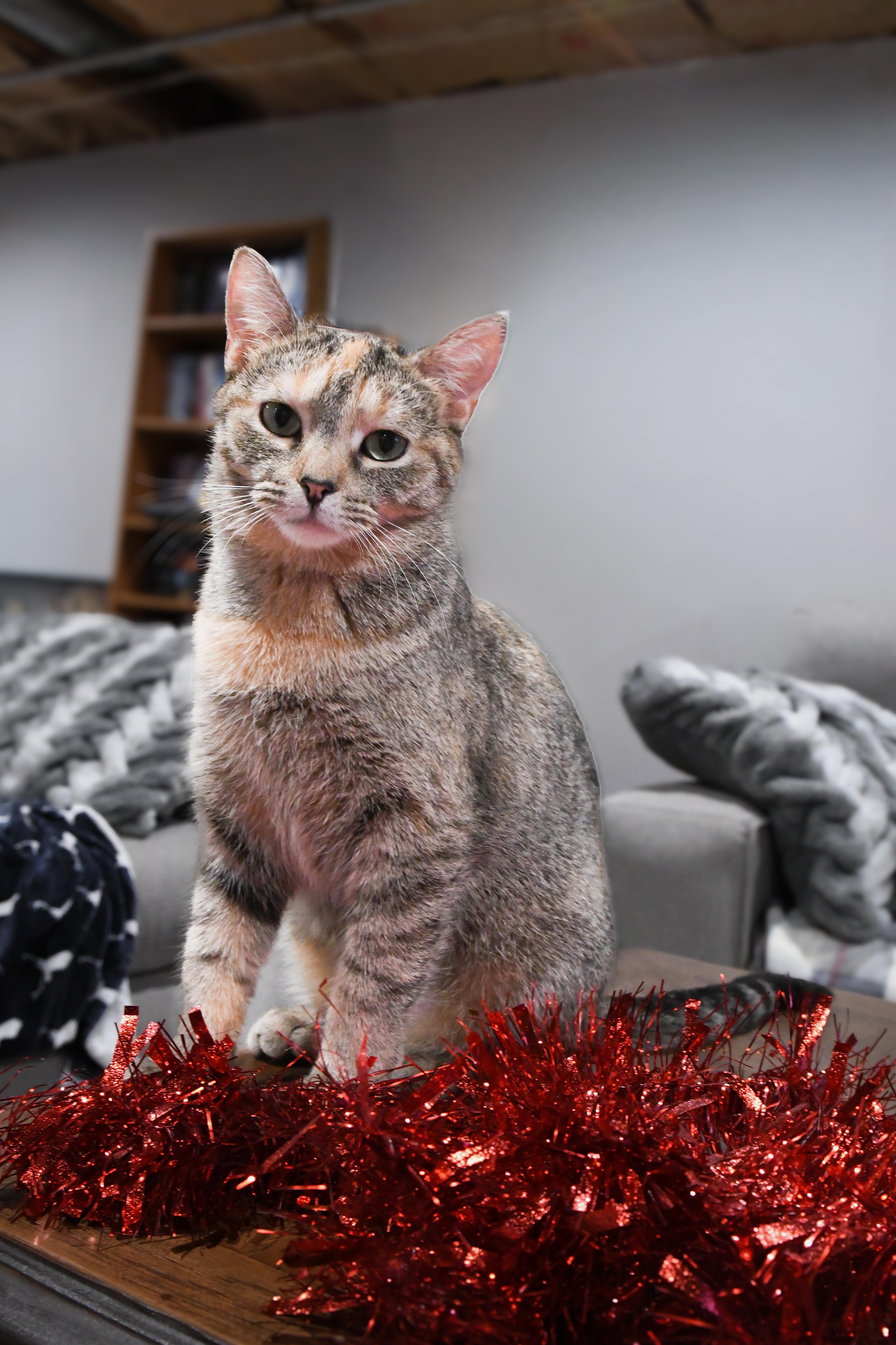 Cinder, Adoptable, Adult Female Domestic Short Hair.