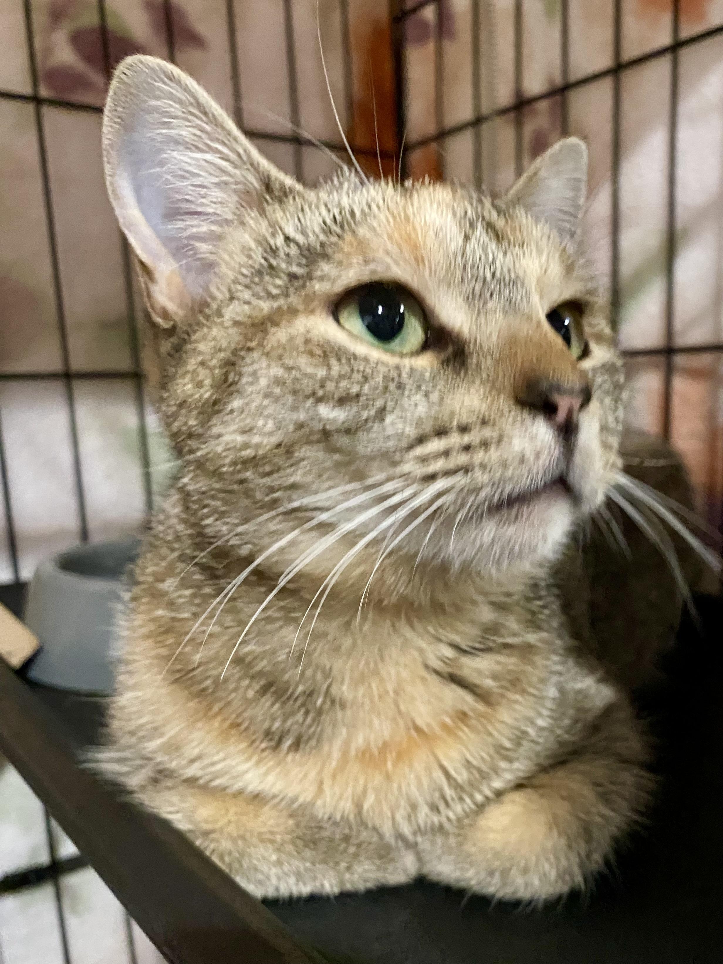 Cinder, a Adoptable Domestic Short Hair in Port Washington, WI image 2/4