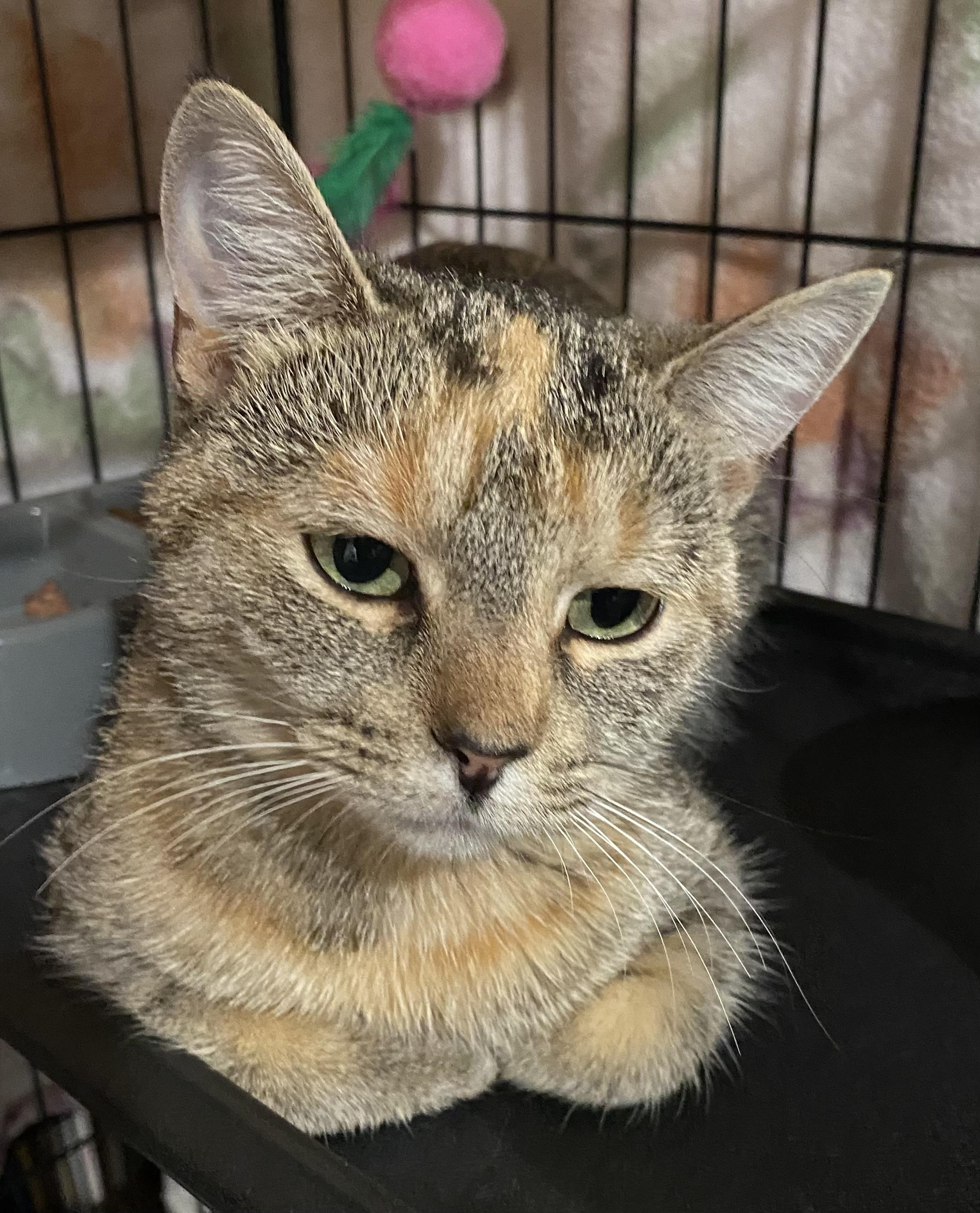 Cinder, a Adoptable Domestic Short Hair in Port Washington, WI image 3/4