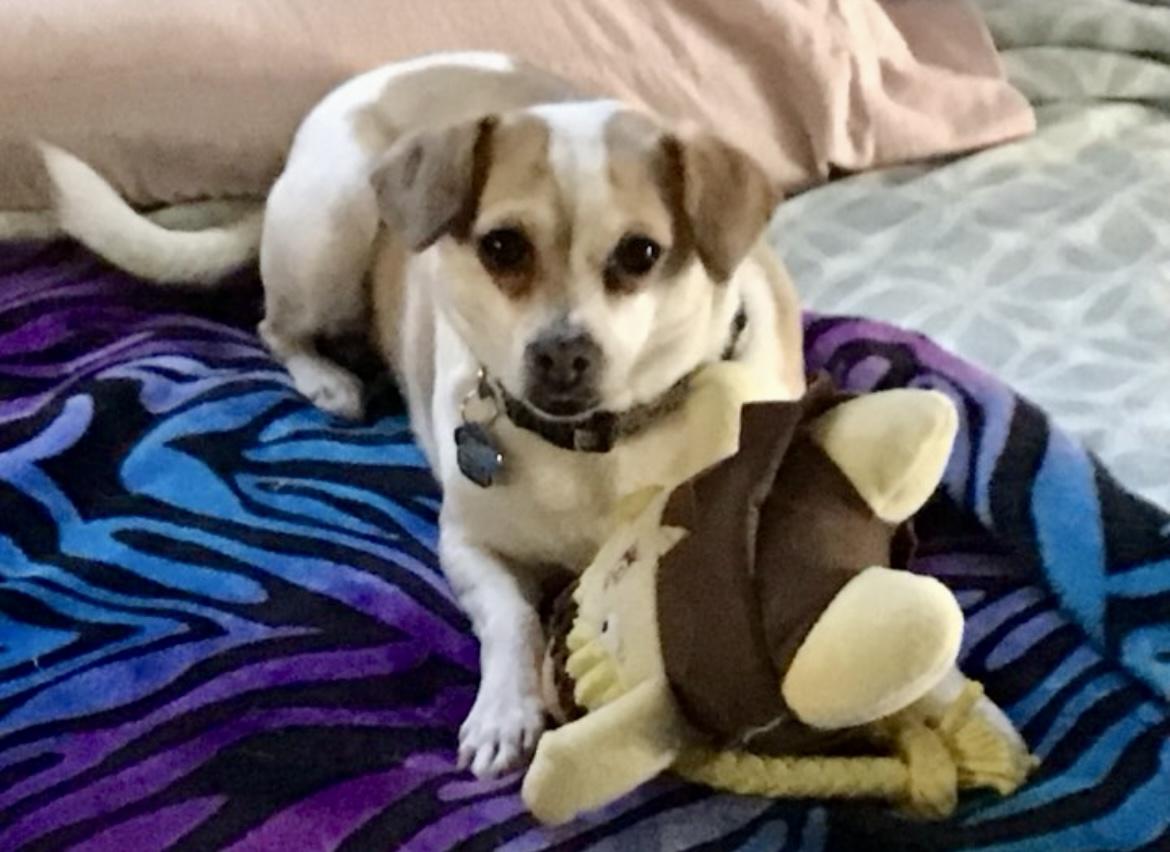 Cherry, Adoptable, Adult Female Chihuahua & Beagle.