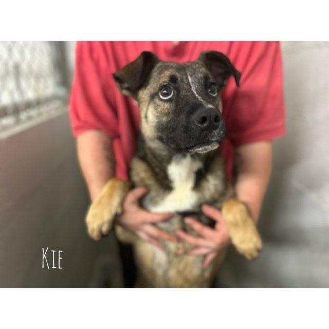 Kie, Adult Female Shepherd