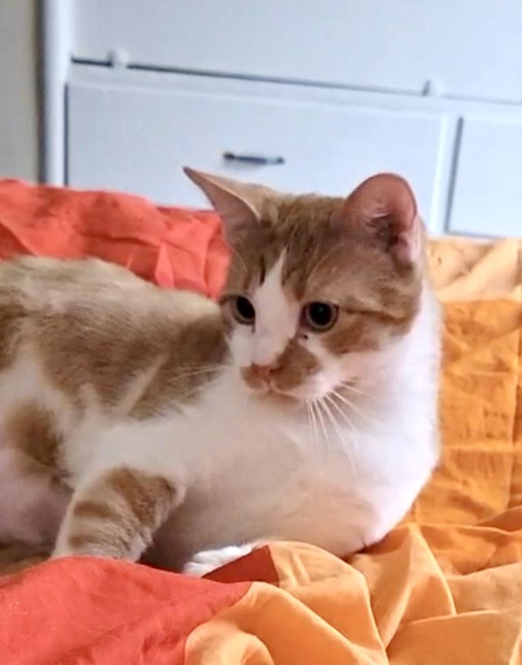 Walter, adopted, Young Male American Shorthair.