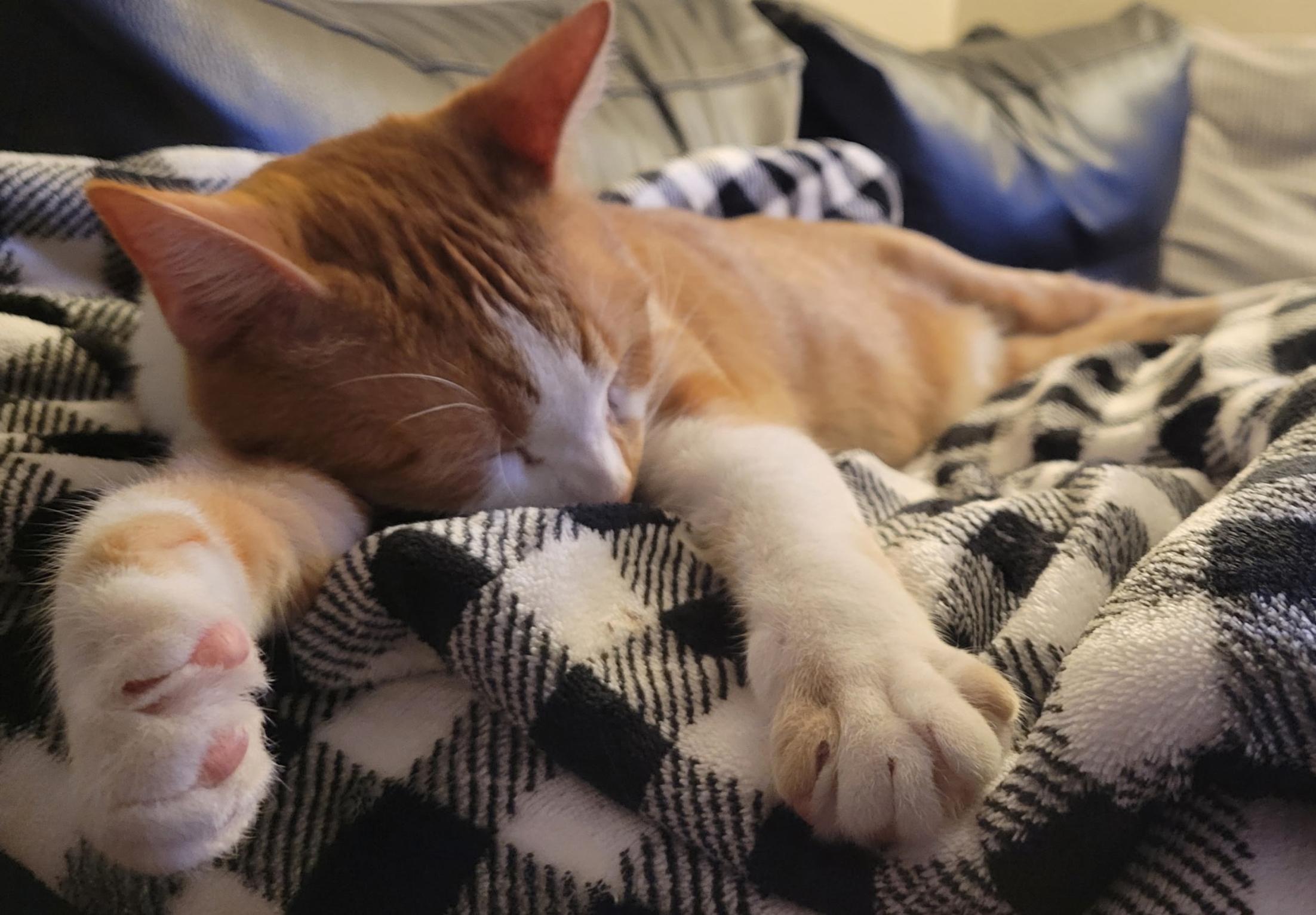 Enlarge Walter, an adopted American Shorthair in San Rafael, CA image 2/6