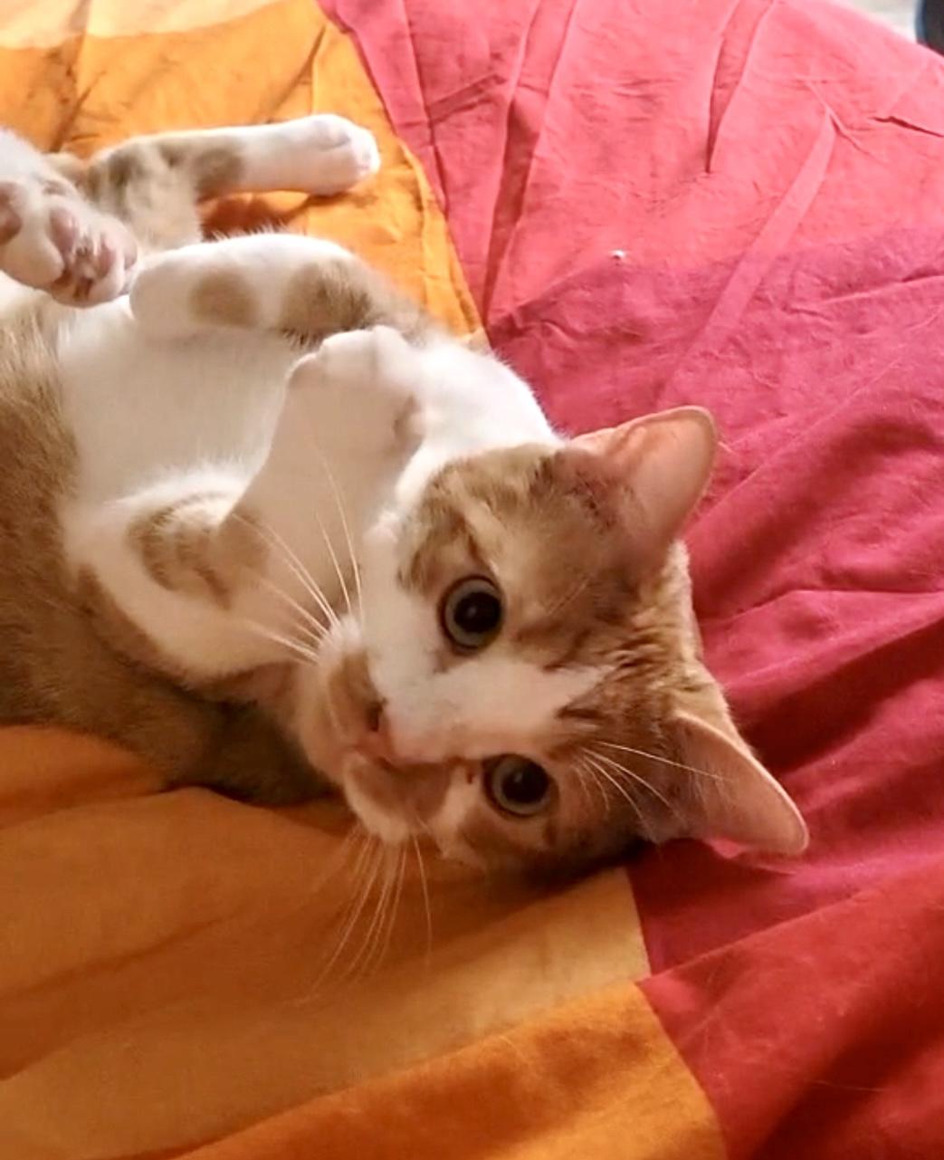 Enlarge Walter, an adopted American Shorthair in San Rafael, CA image 5/6