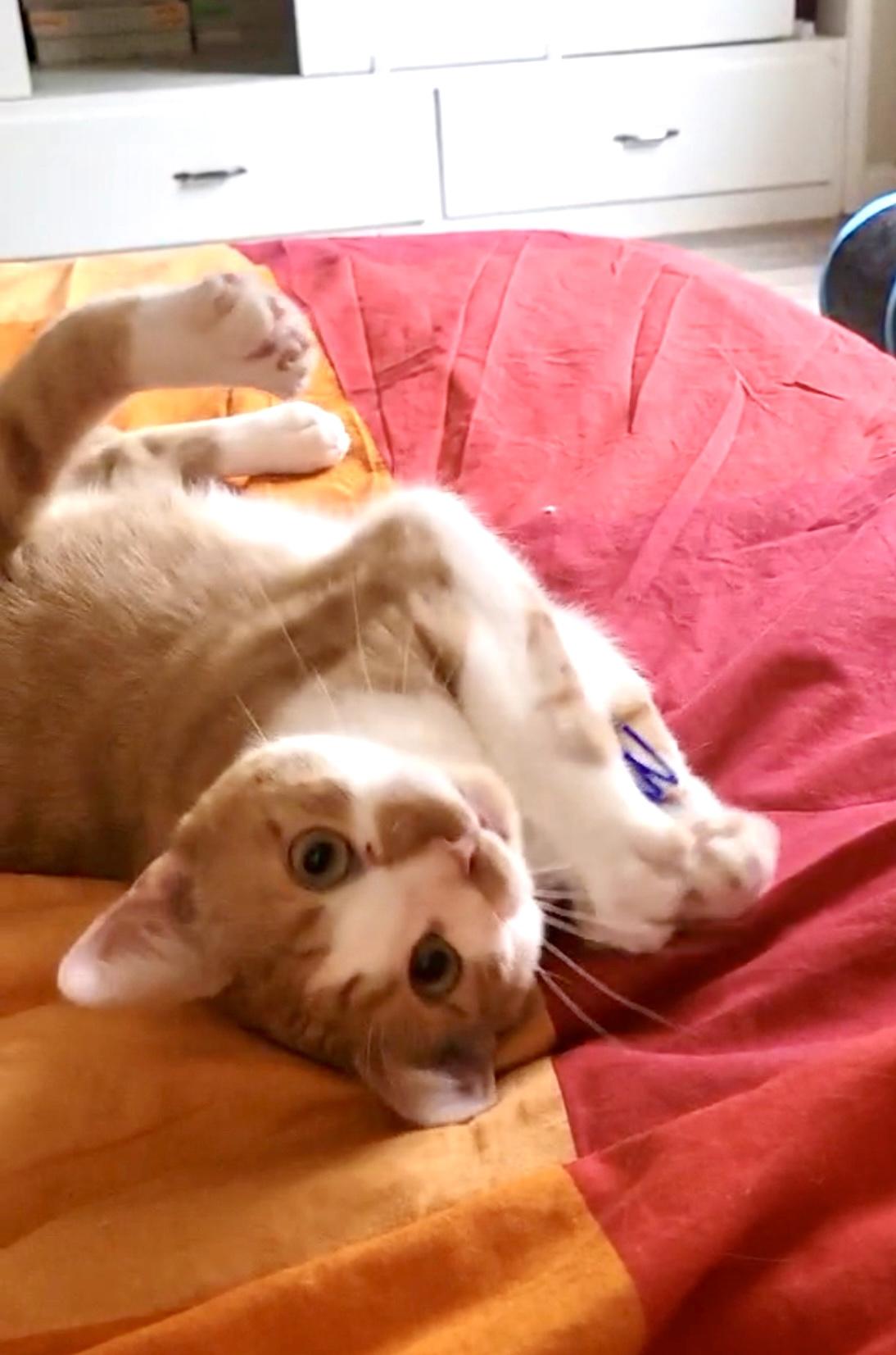 Enlarge Walter, an adopted American Shorthair in San Rafael, CA image 6/6