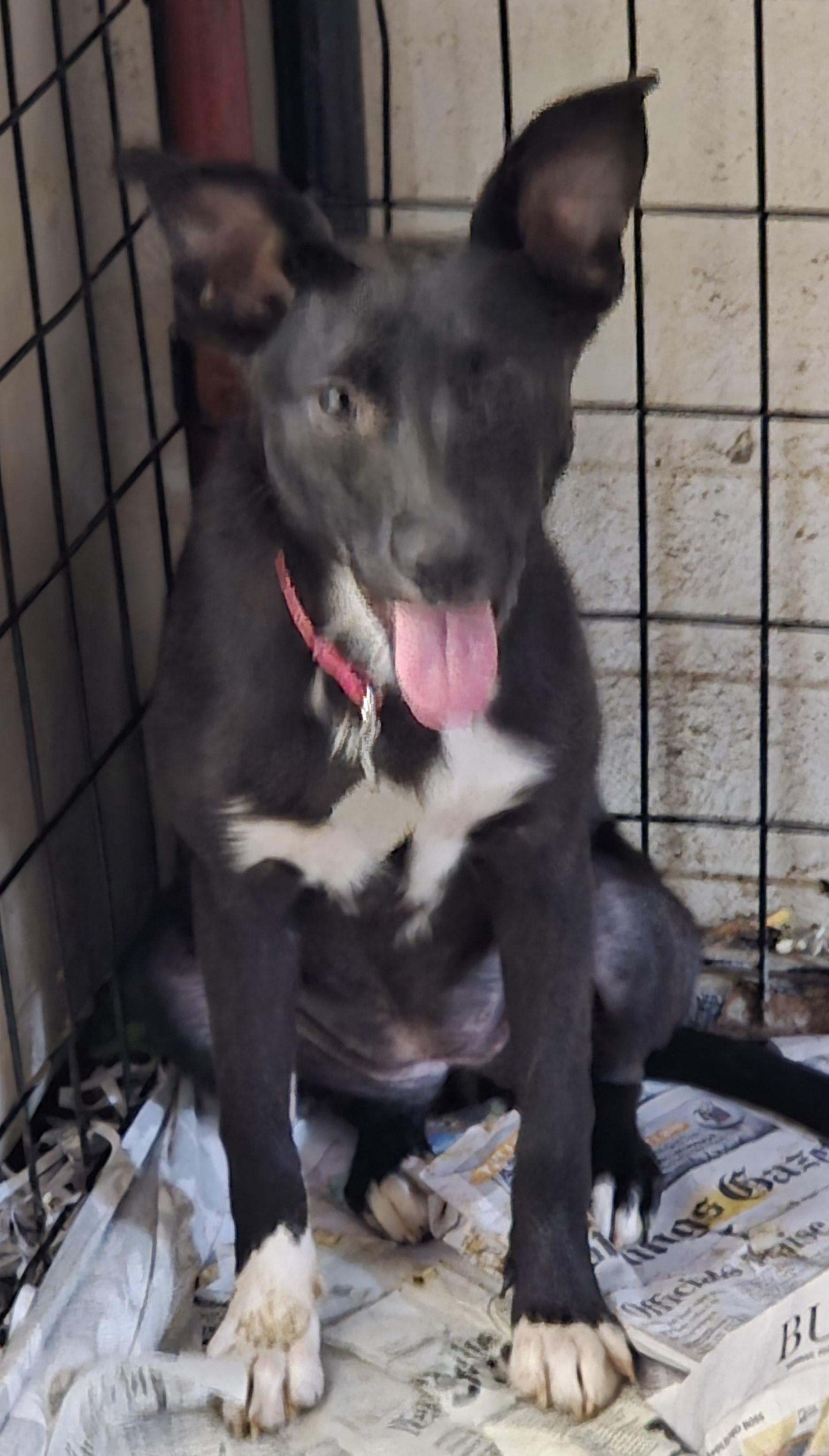 T-Sugar, an adoptable Whippet in Billings, MT, 59101 | Photo Image 1