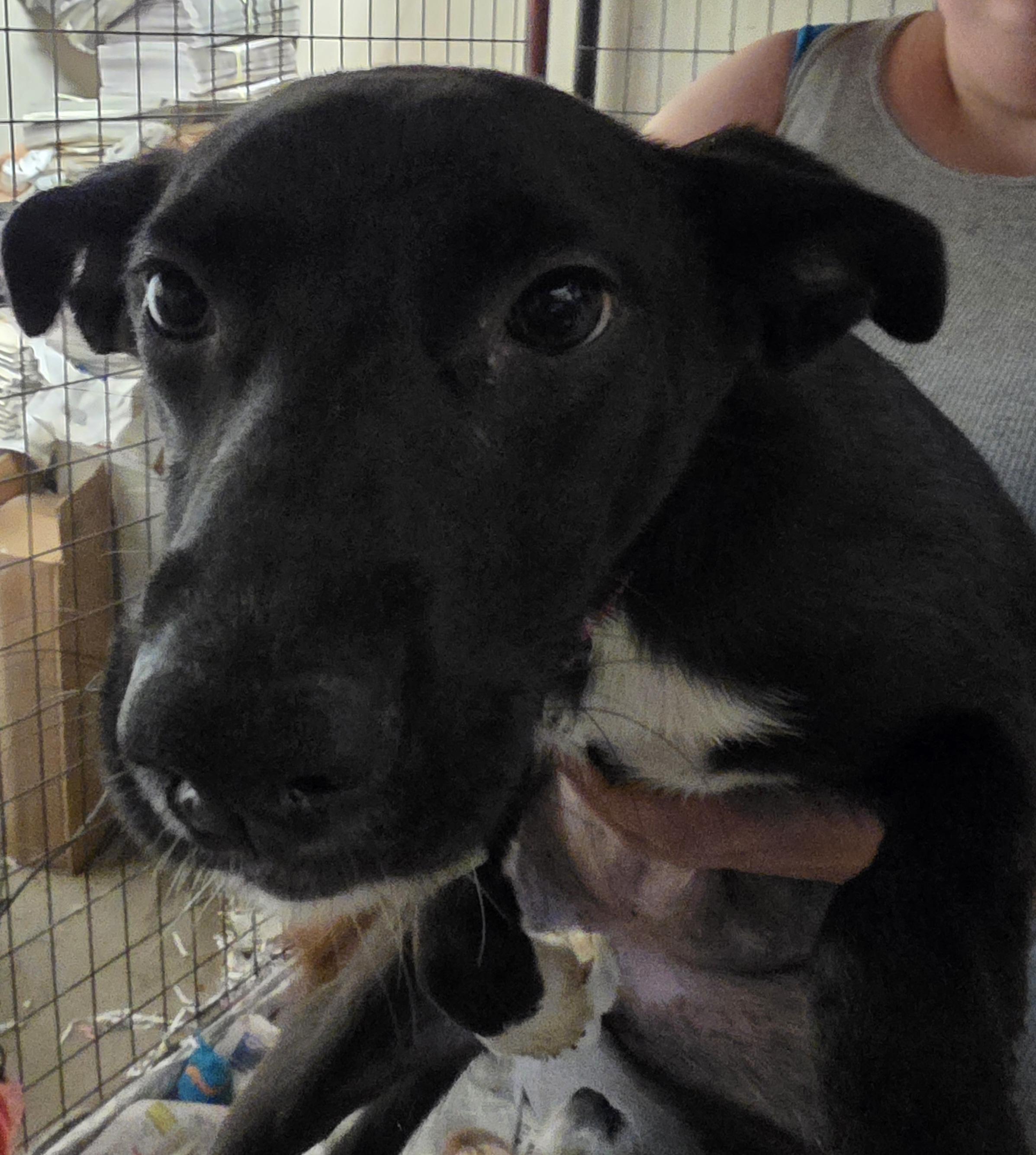T-Sugar, an adoptable Whippet in Billings, MT, 59101 | Photo Image 2