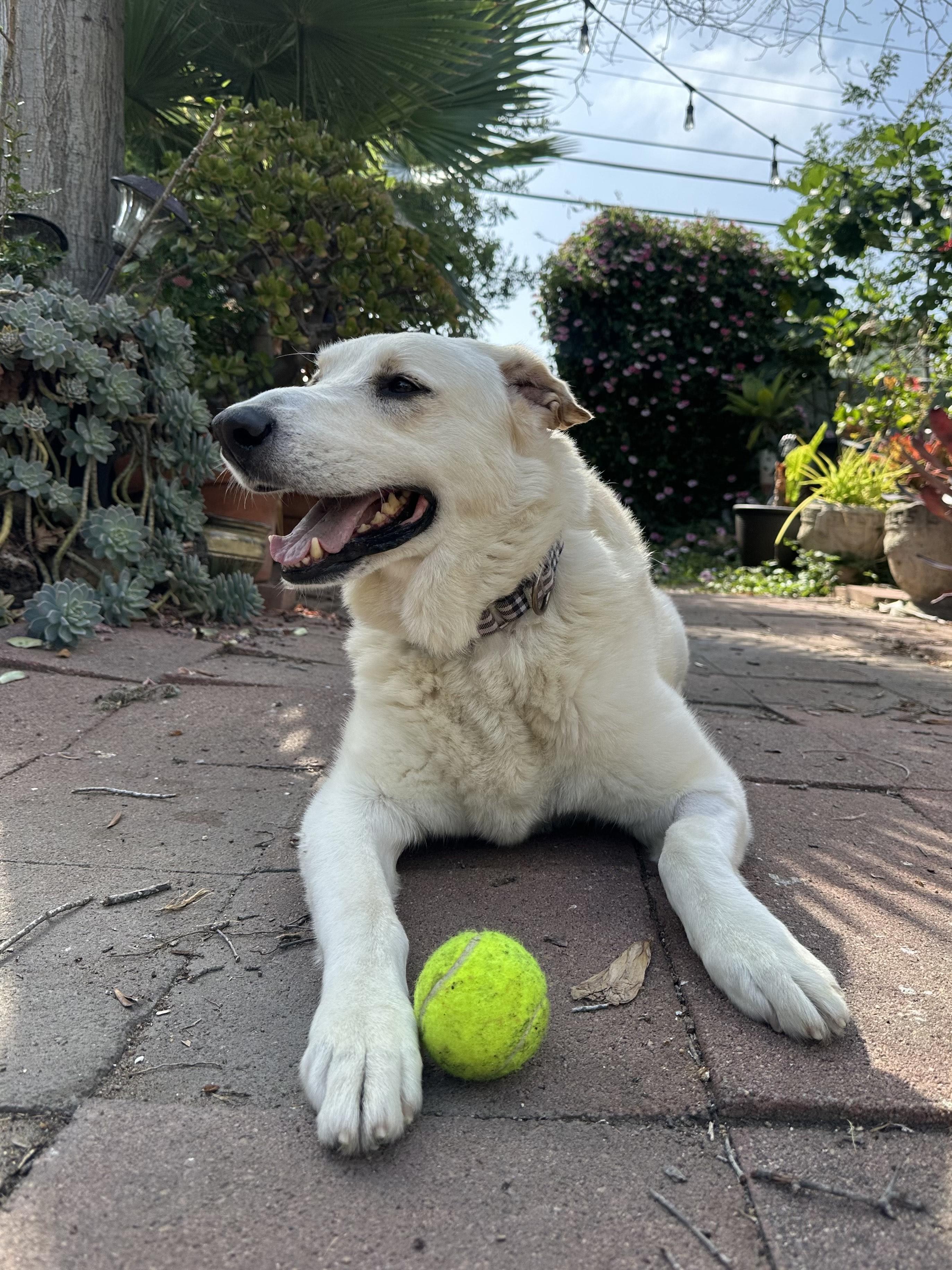 Colby Jack, Adoptable, Adult Male Yellow Labrador Retriever.