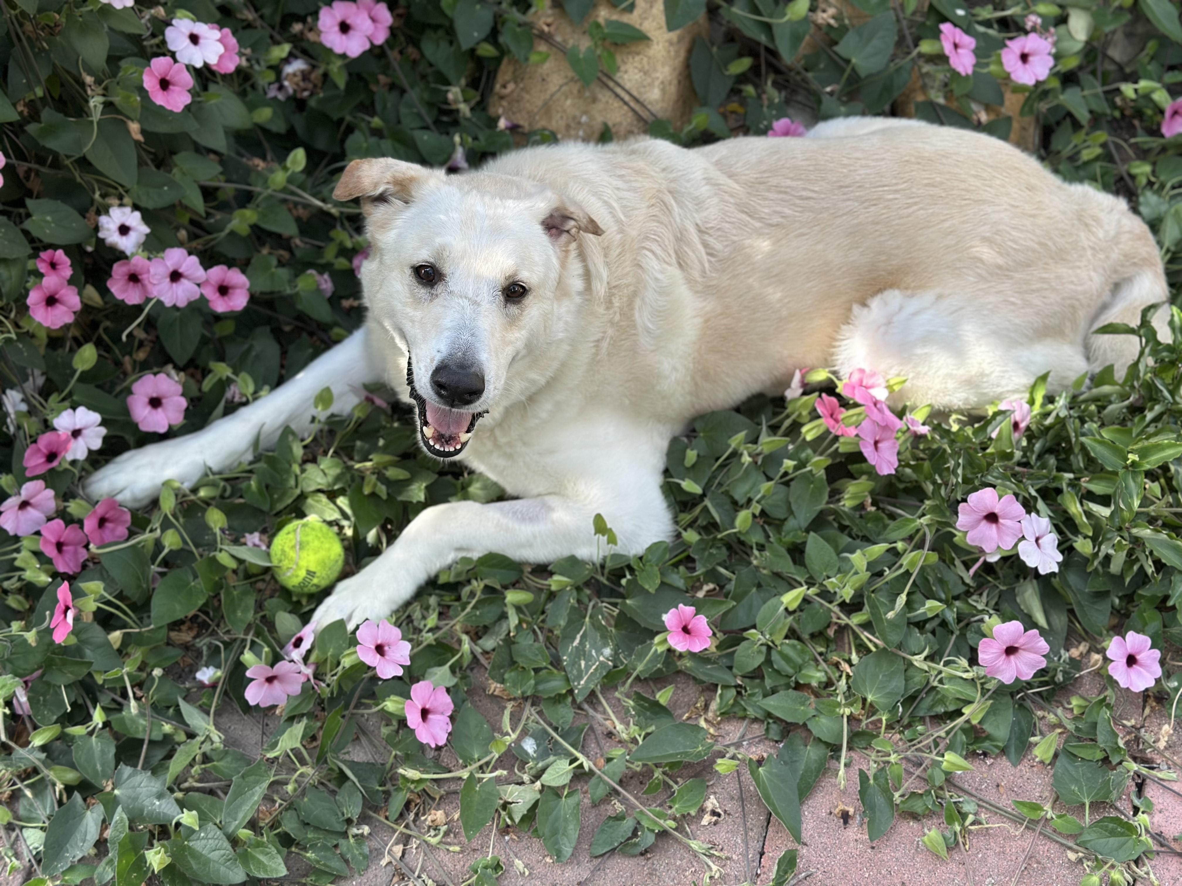 Enlarge Colby Jack, a Adoptable Yellow Labrador Retriever in Coronado, CA image 3/5
