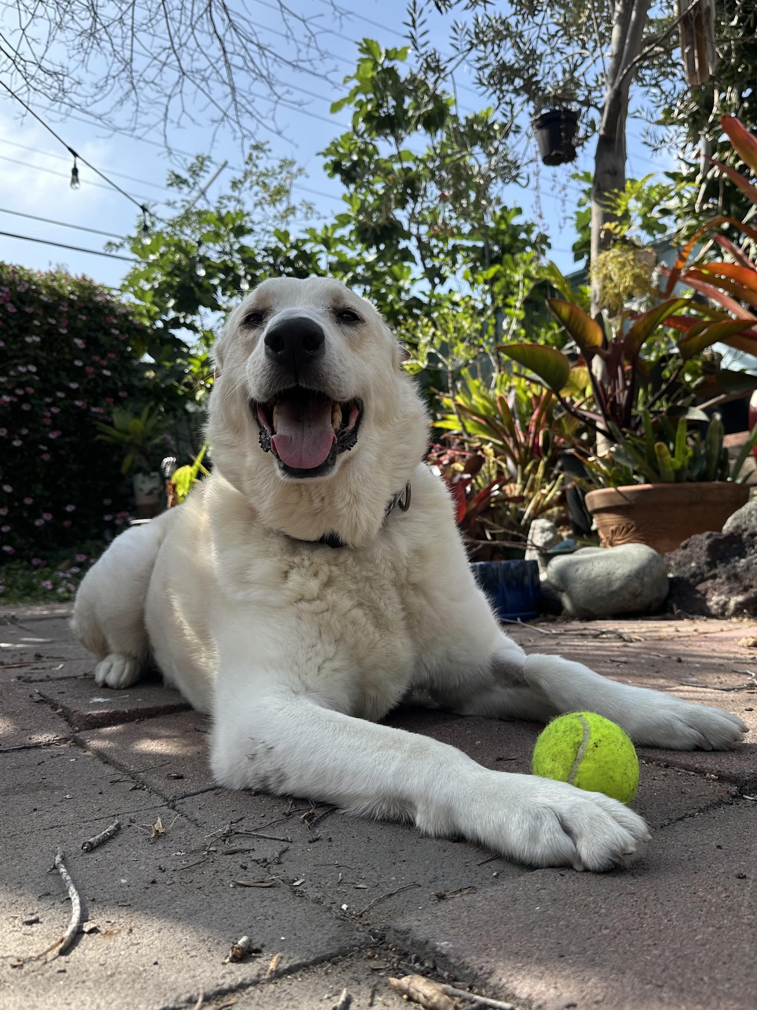 Enlarge Colby Jack, a Adoptable Yellow Labrador Retriever in Coronado, CA image 5/5