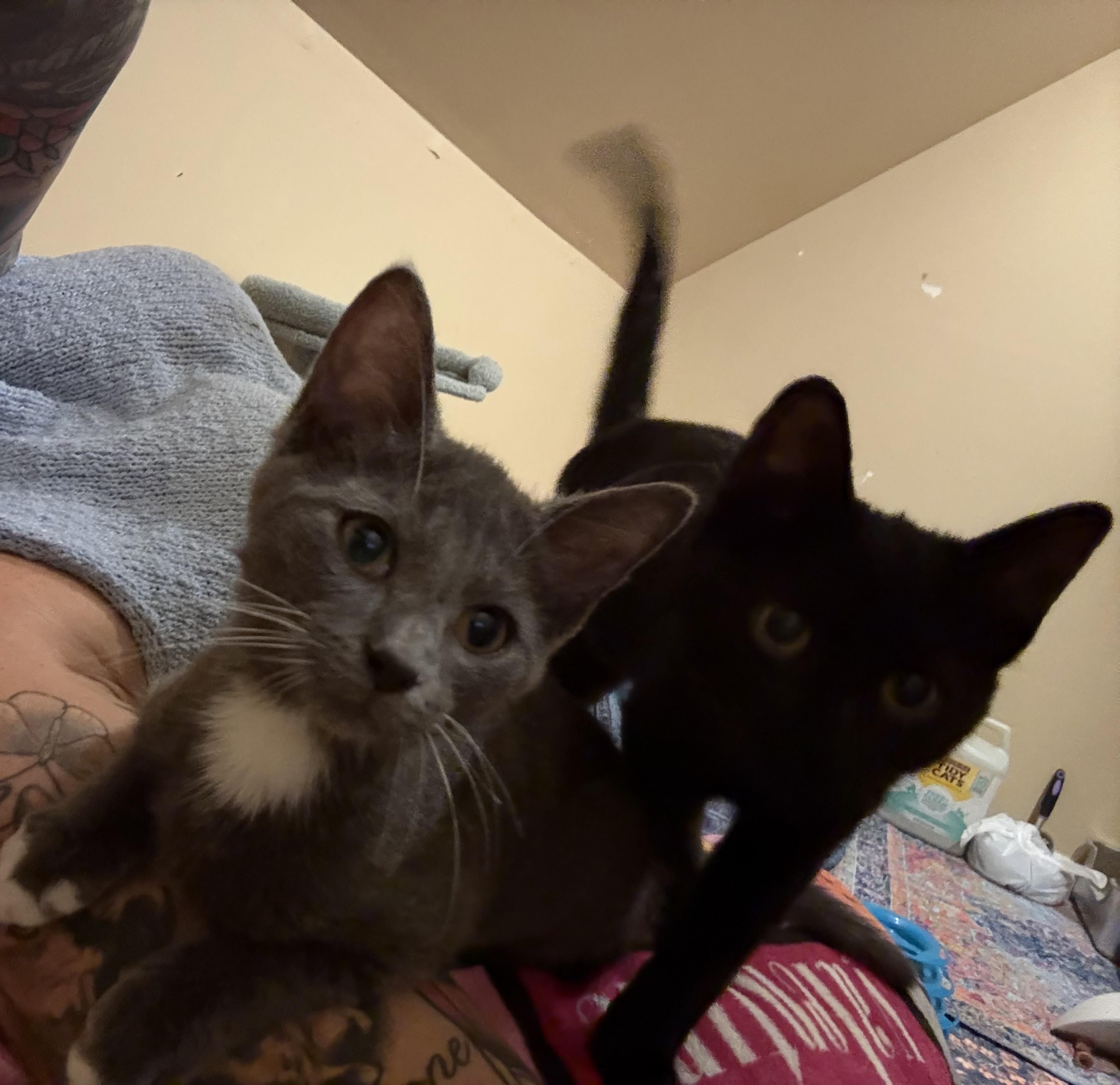 Enlarge Cheesecake & Pudding, a Adopted Domestic Short Hair in Thomaston, CT image 1/6