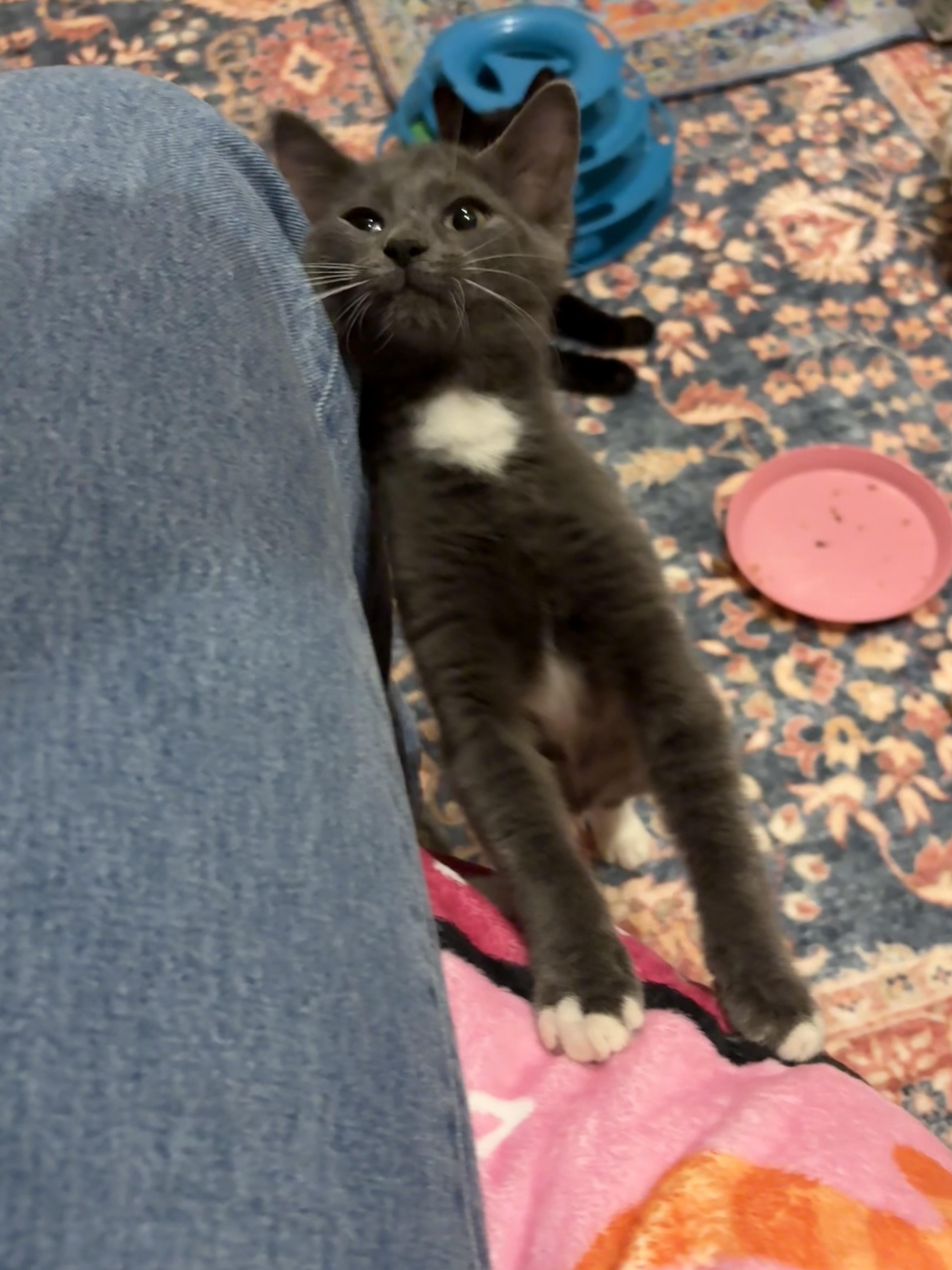 Enlarge Cheesecake & Pudding, a Adopted Domestic Short Hair in Thomaston, CT image 2/6