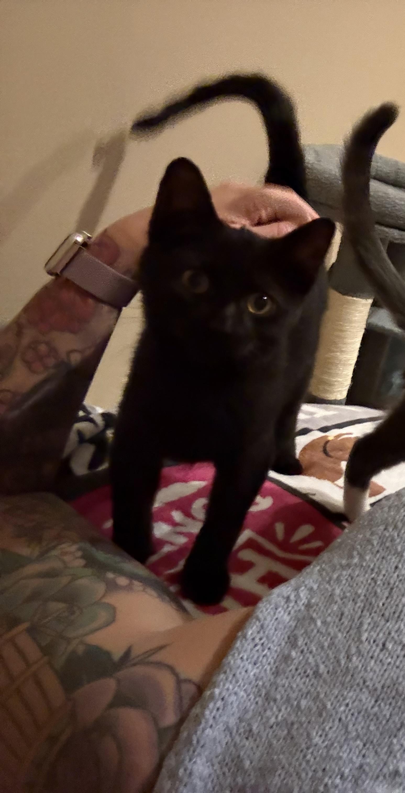 Enlarge Cheesecake & Pudding, a Adopted Domestic Short Hair in Thomaston, CT image 3/6