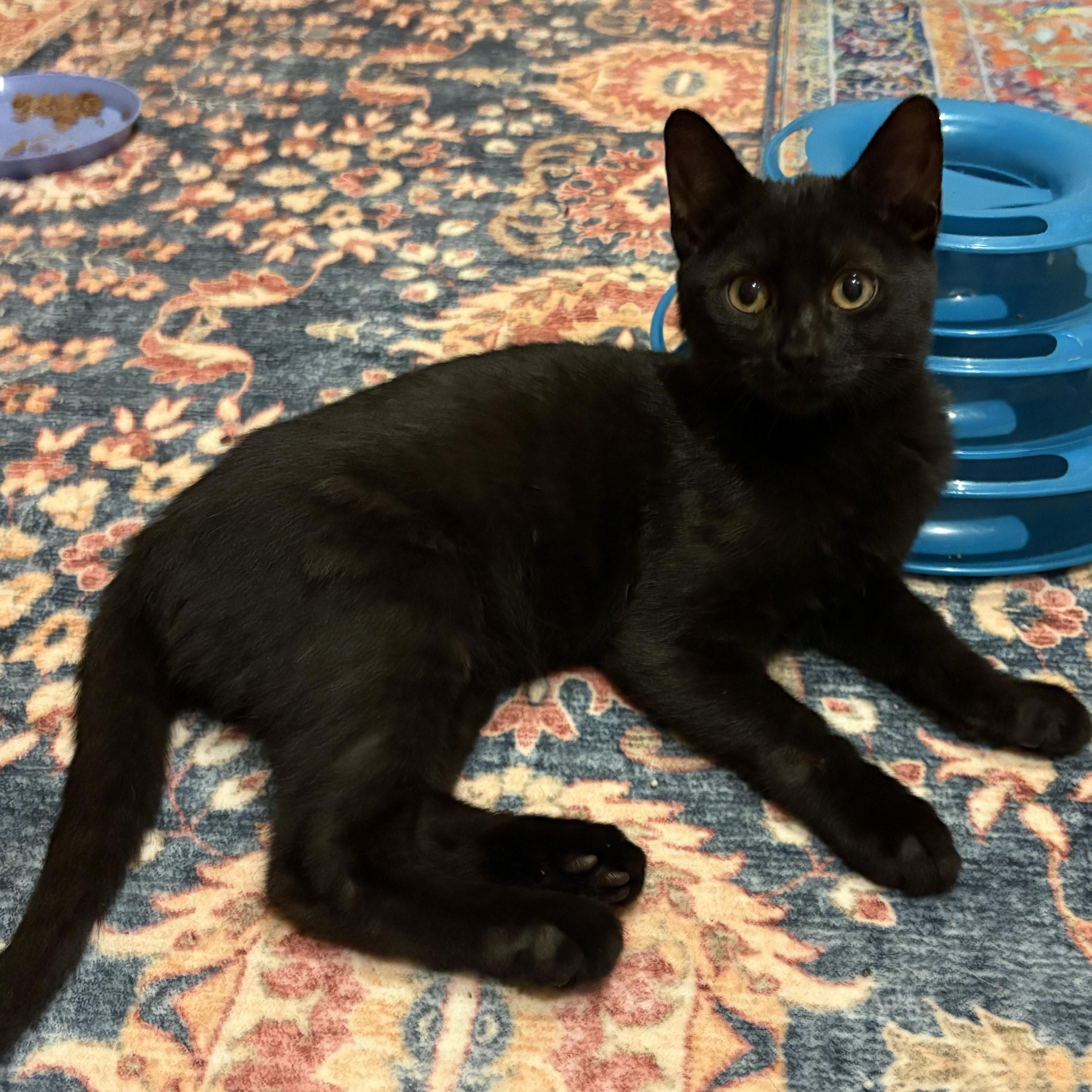 Enlarge Cheesecake & Pudding, a Adopted Domestic Short Hair in Thomaston, CT image 4/6