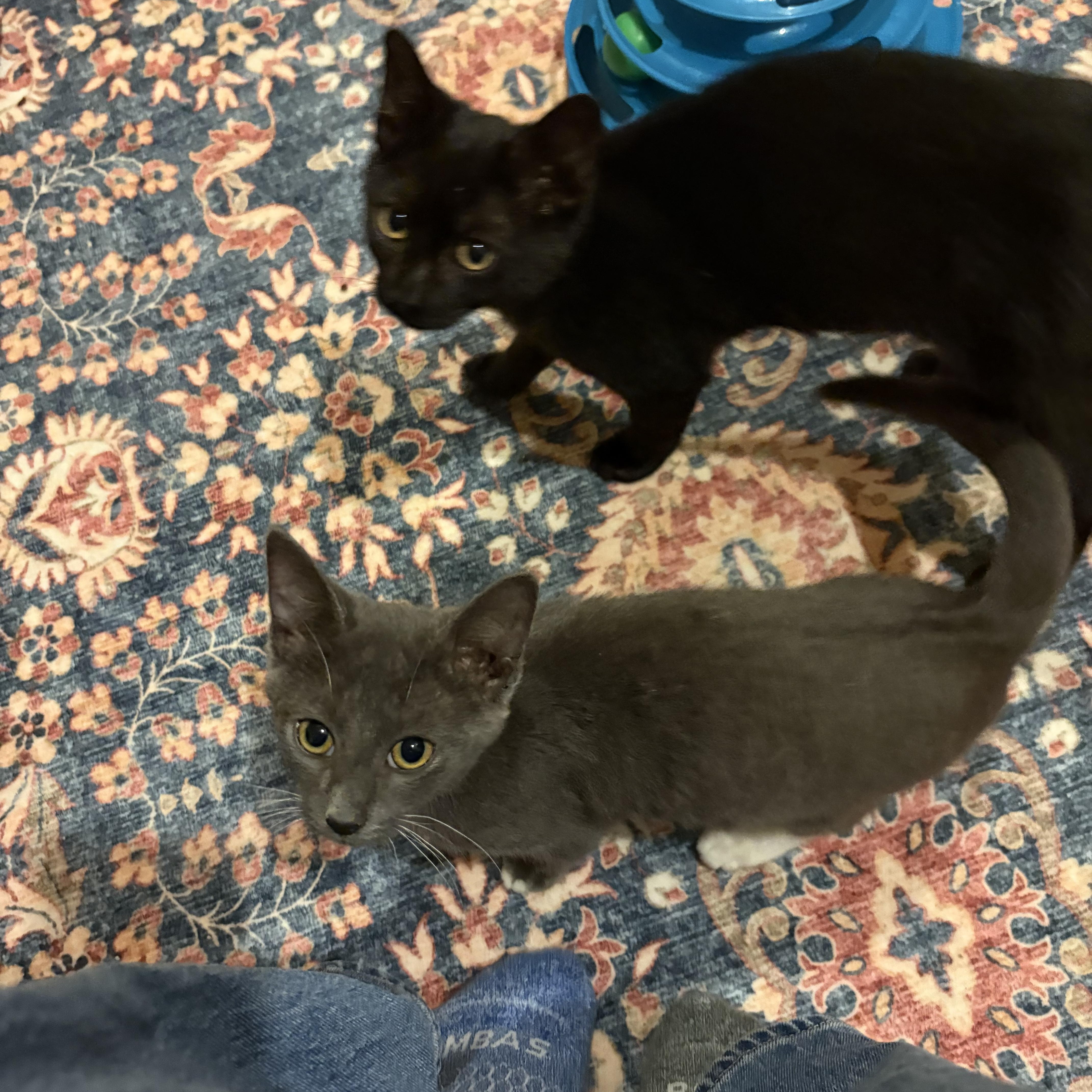 Enlarge Cheesecake & Pudding, a Adopted Domestic Short Hair in Thomaston, CT image 6/6