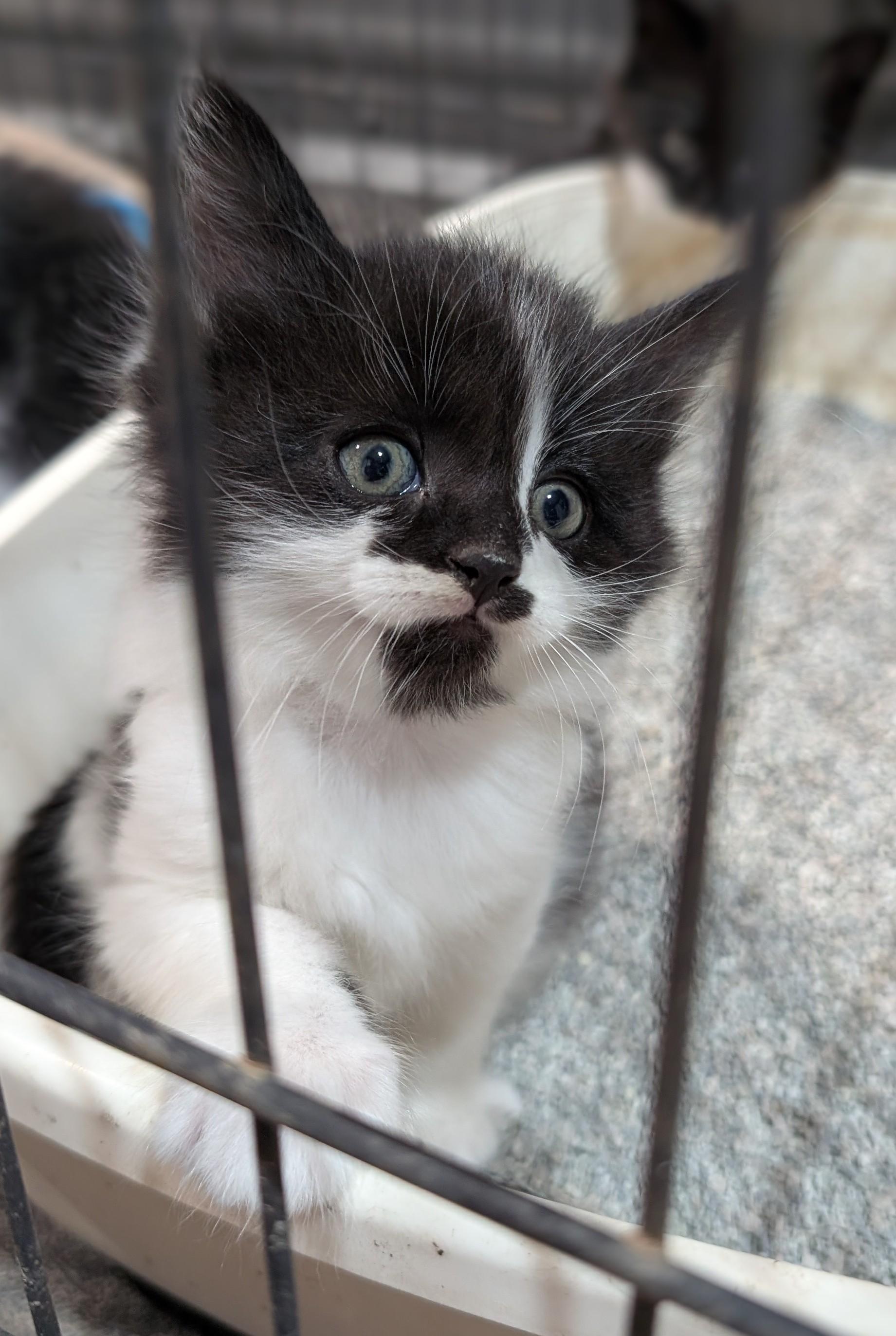 Enlarge Harlem, an adopted Domestic Short Hair in Steinbach, MB image 3/3