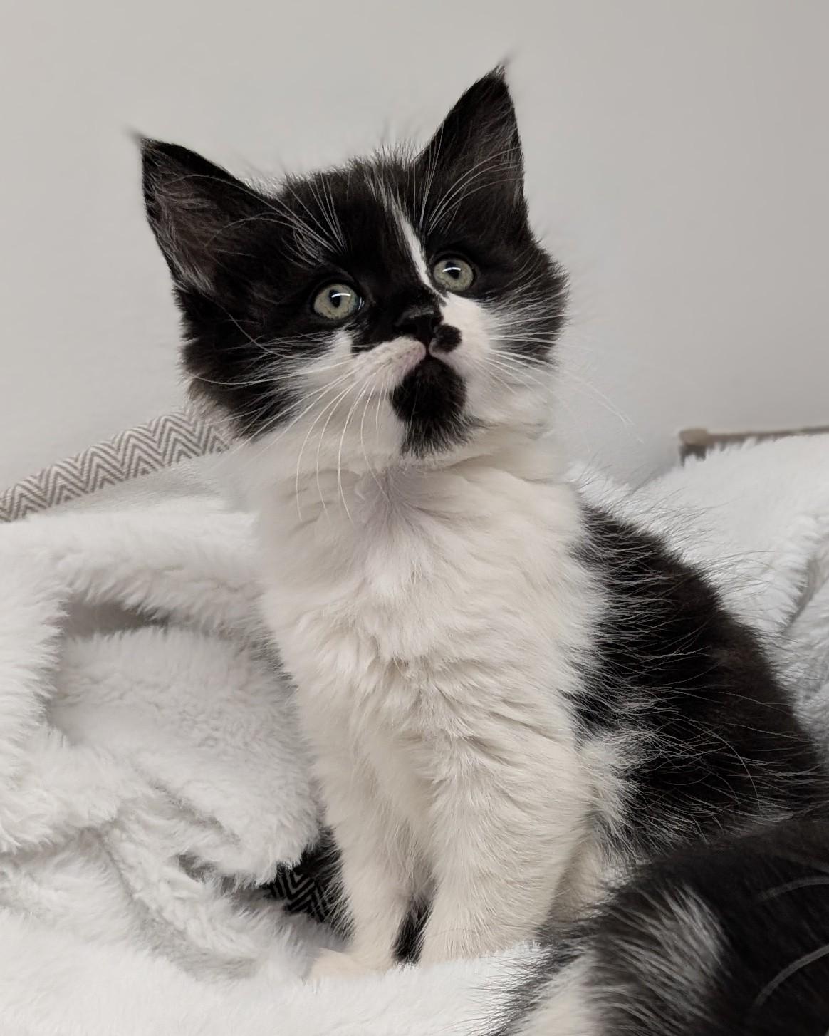 Enlarge Harlem, an adopted Domestic Short Hair in Steinbach, MB image 1/3