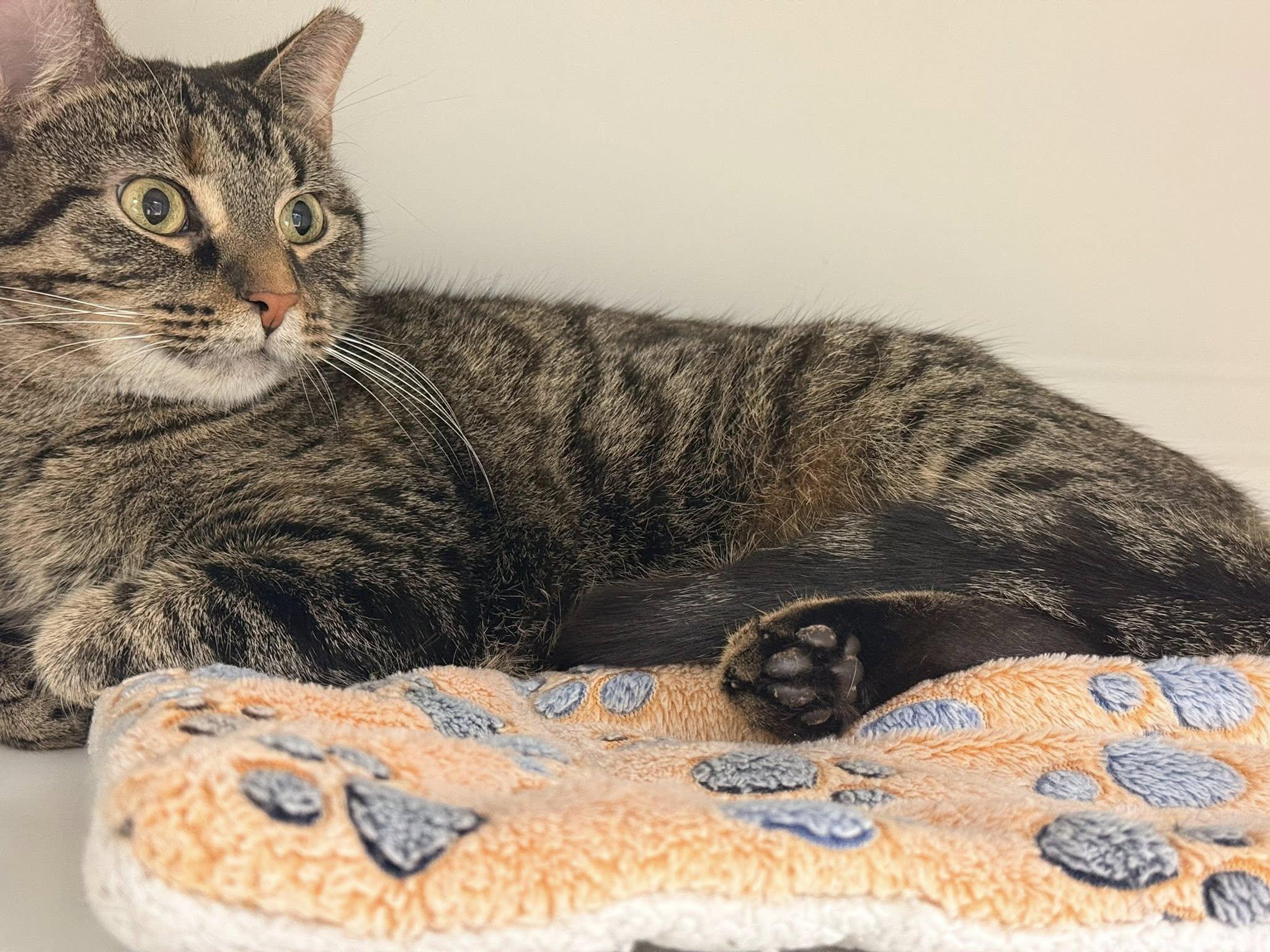 Trouble, a ADOPTABLE Domestic Short Hair in Cleveland, OH image 2/5
