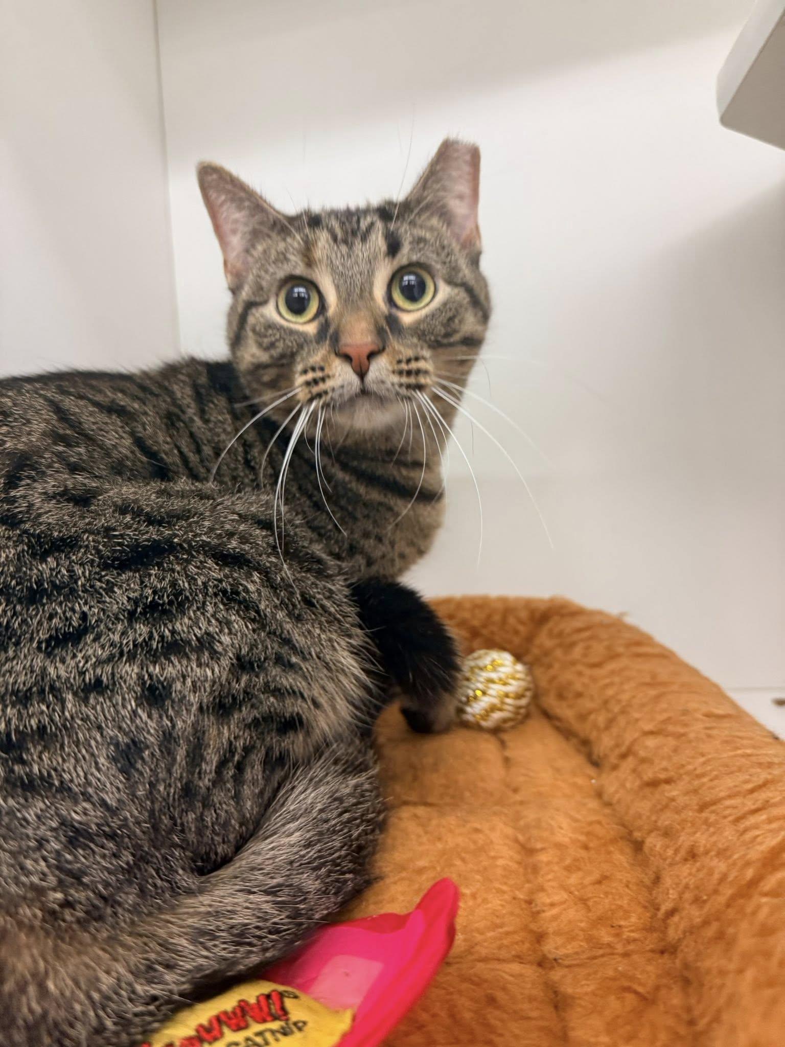 Trouble, a ADOPTABLE Domestic Short Hair in Cleveland, OH image 4/5
