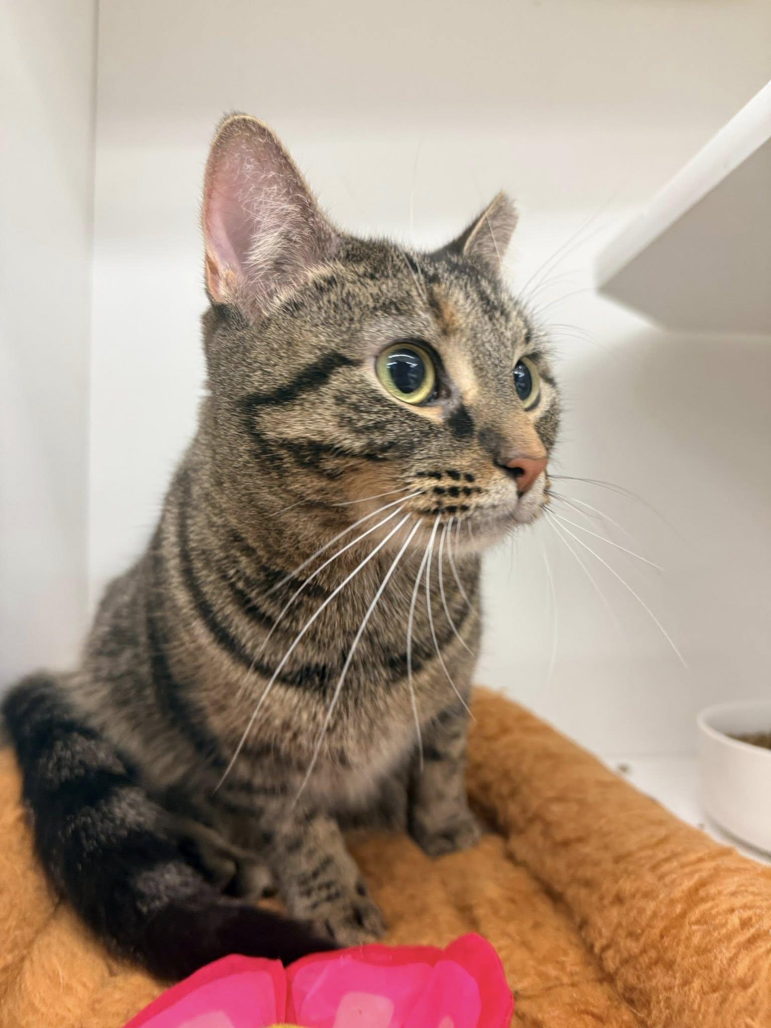 Trouble, a ADOPTABLE Domestic Short Hair in Cleveland, OH image 5/5