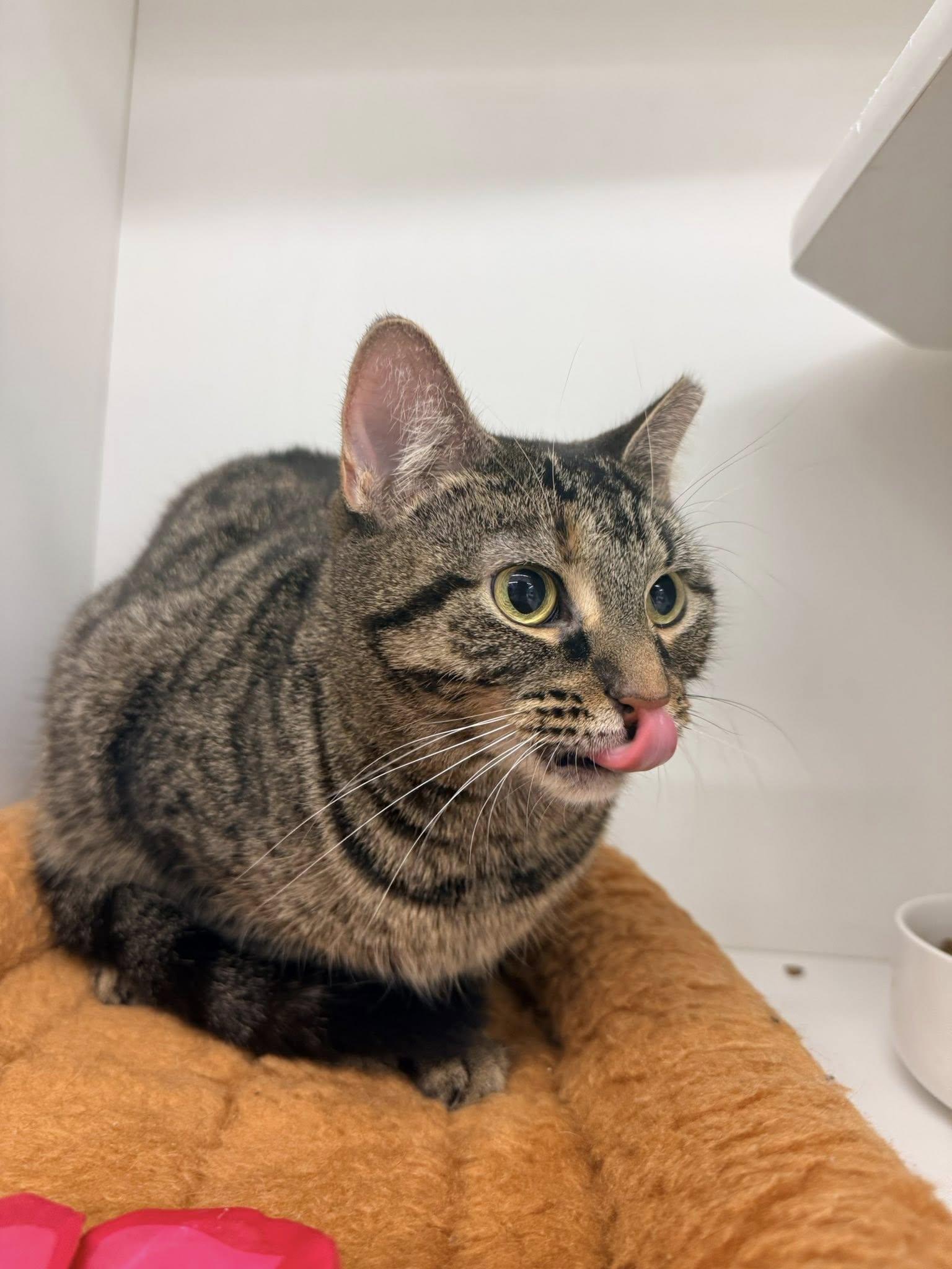Trouble, a ADOPTABLE Domestic Short Hair in Cleveland, OH image 3/5