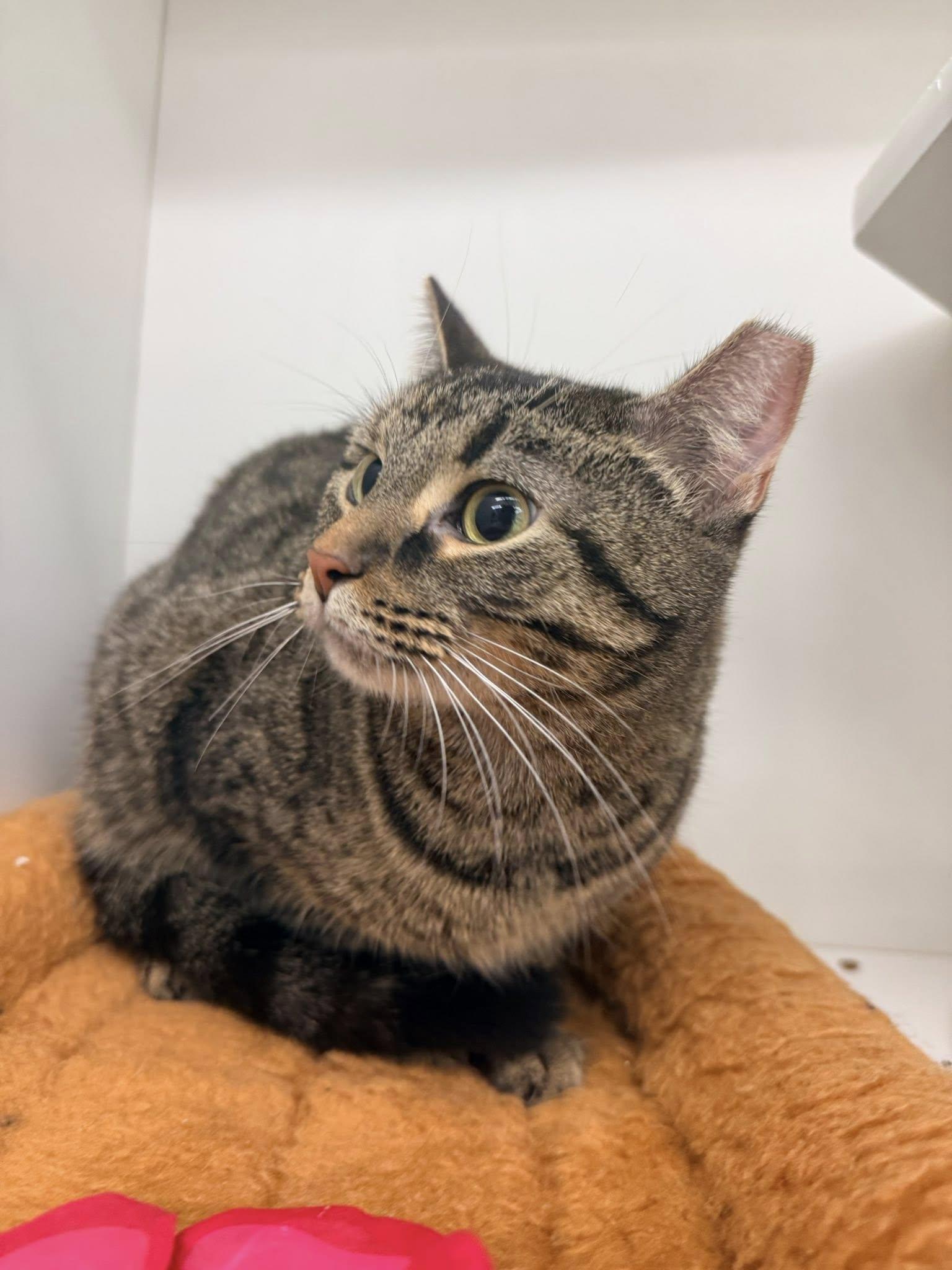 Trouble, a ADOPTABLE Domestic Short Hair in Cleveland, OH image 1/5