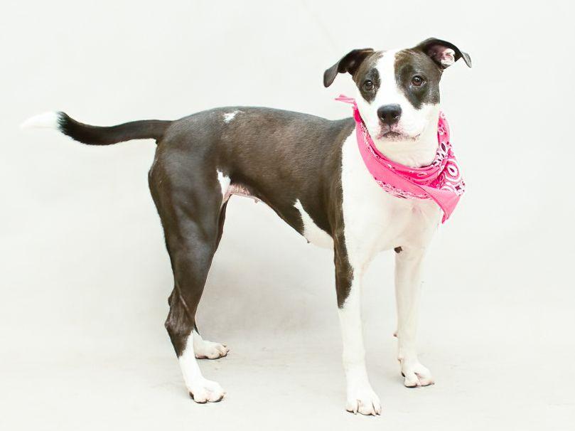 Ash, a Adoptable mixed breed image 2/3