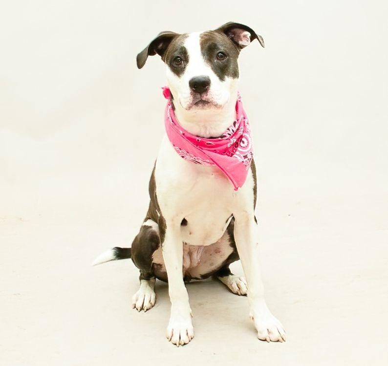 Ash, a Adoptable mixed breed image 3/3