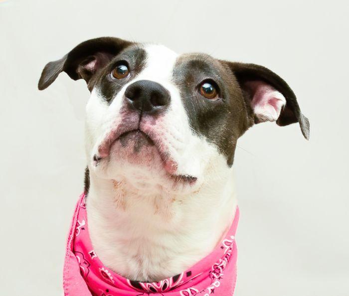 Ash, Adoptable, Adult Female Terrier.