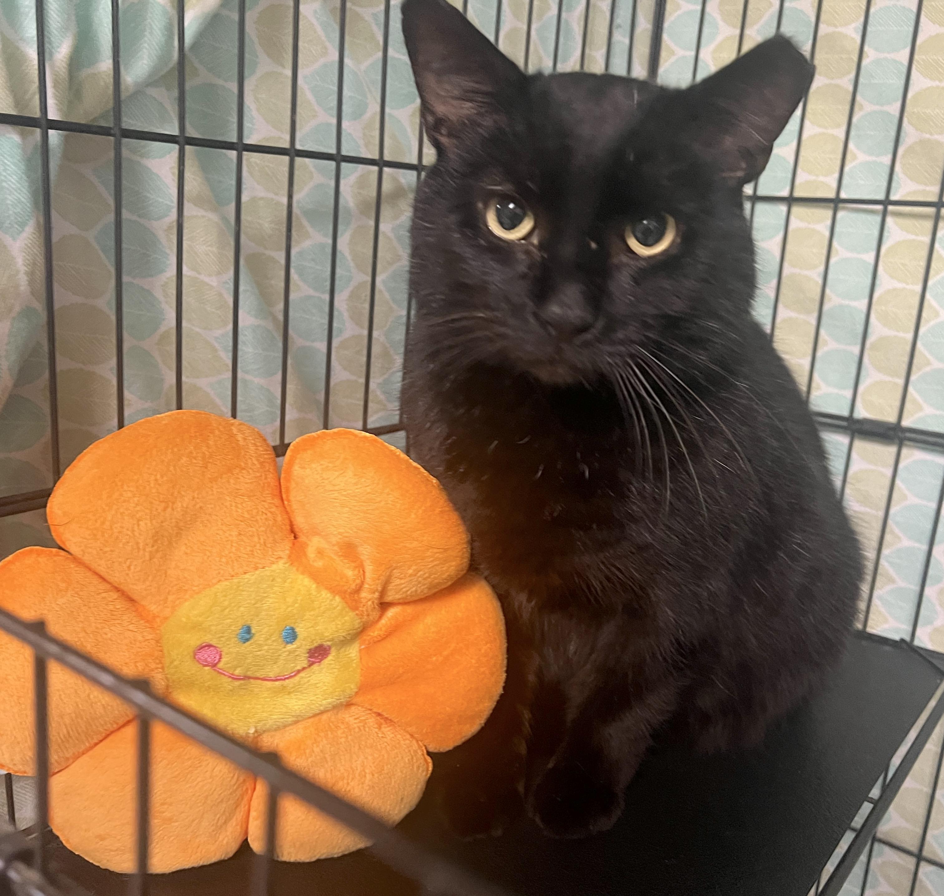 Kennedy — thumbnail 3