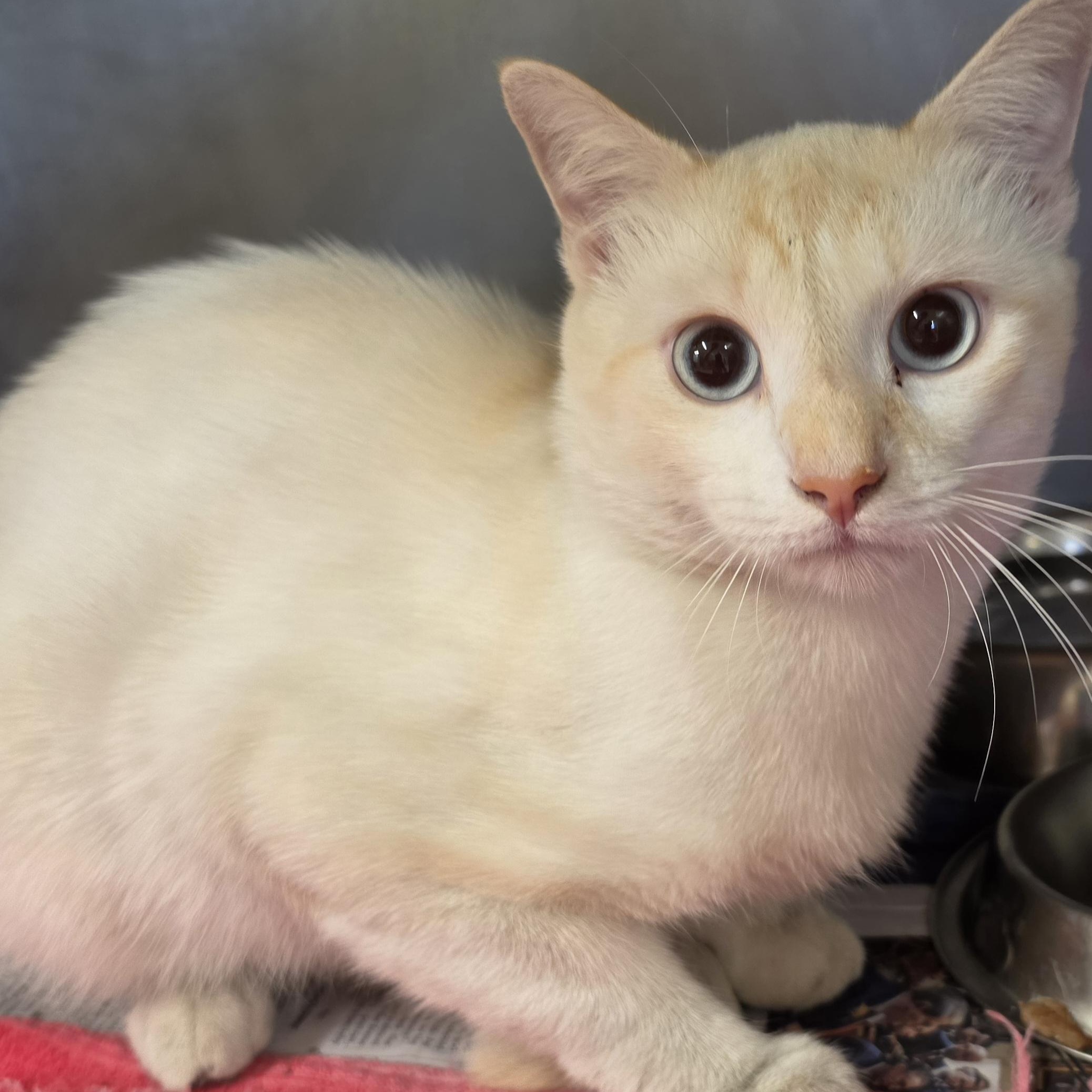 Casper, ADOPTABLE, Young Male Domestic Short Hair.