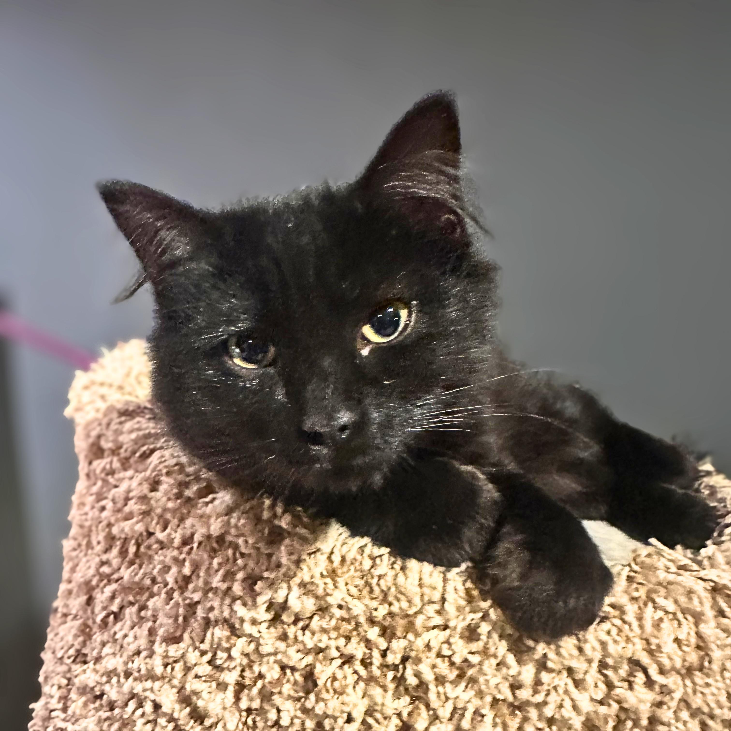 Arwen, Adoptable, Kitten Female Domestic Medium Hair.