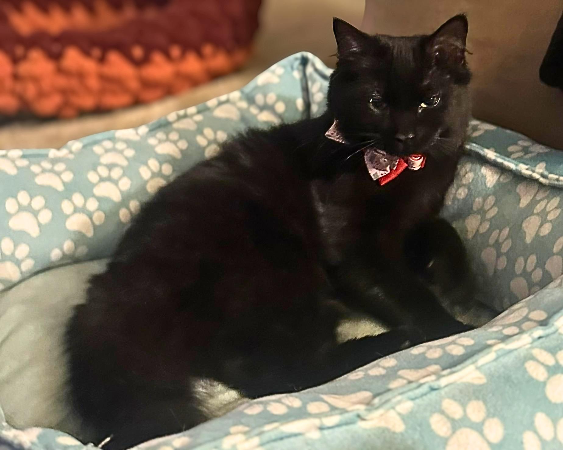 Enlarge Arwen, a Adoptable Domestic Medium Hair in Lemoyne, PA image 4/6