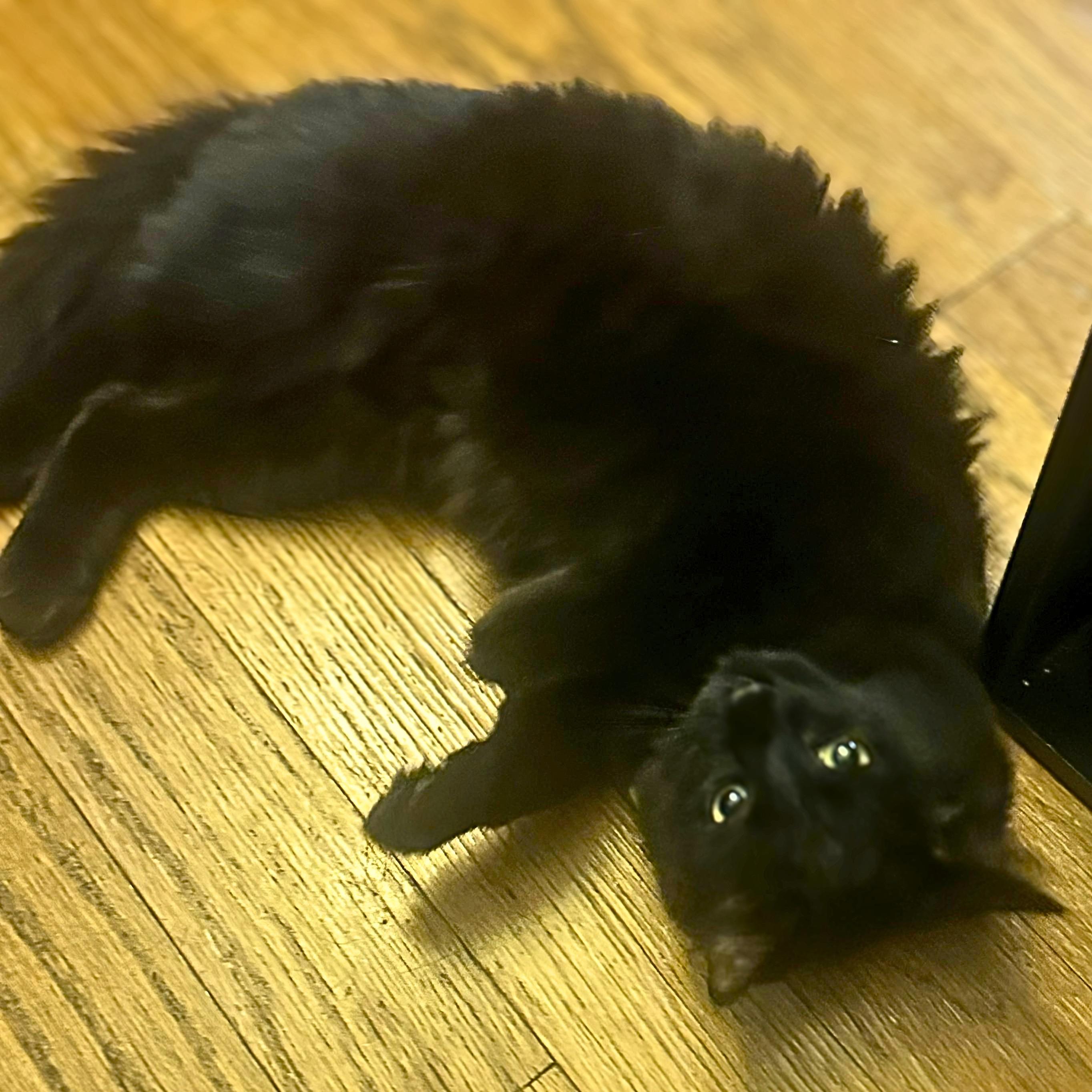 Enlarge Arwen, a Adoptable Domestic Medium Hair in Lemoyne, PA image 3/6