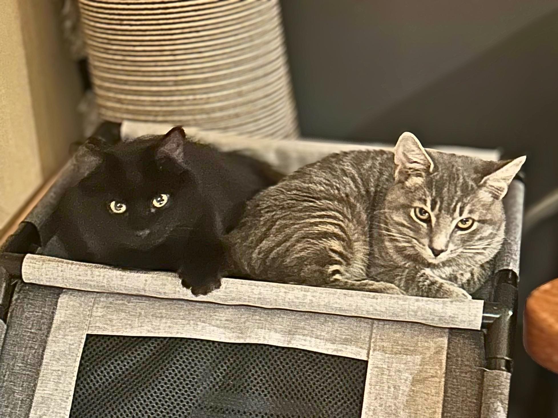 Enlarge Arwen, a Adoptable Domestic Medium Hair in Lemoyne, PA image 6/6