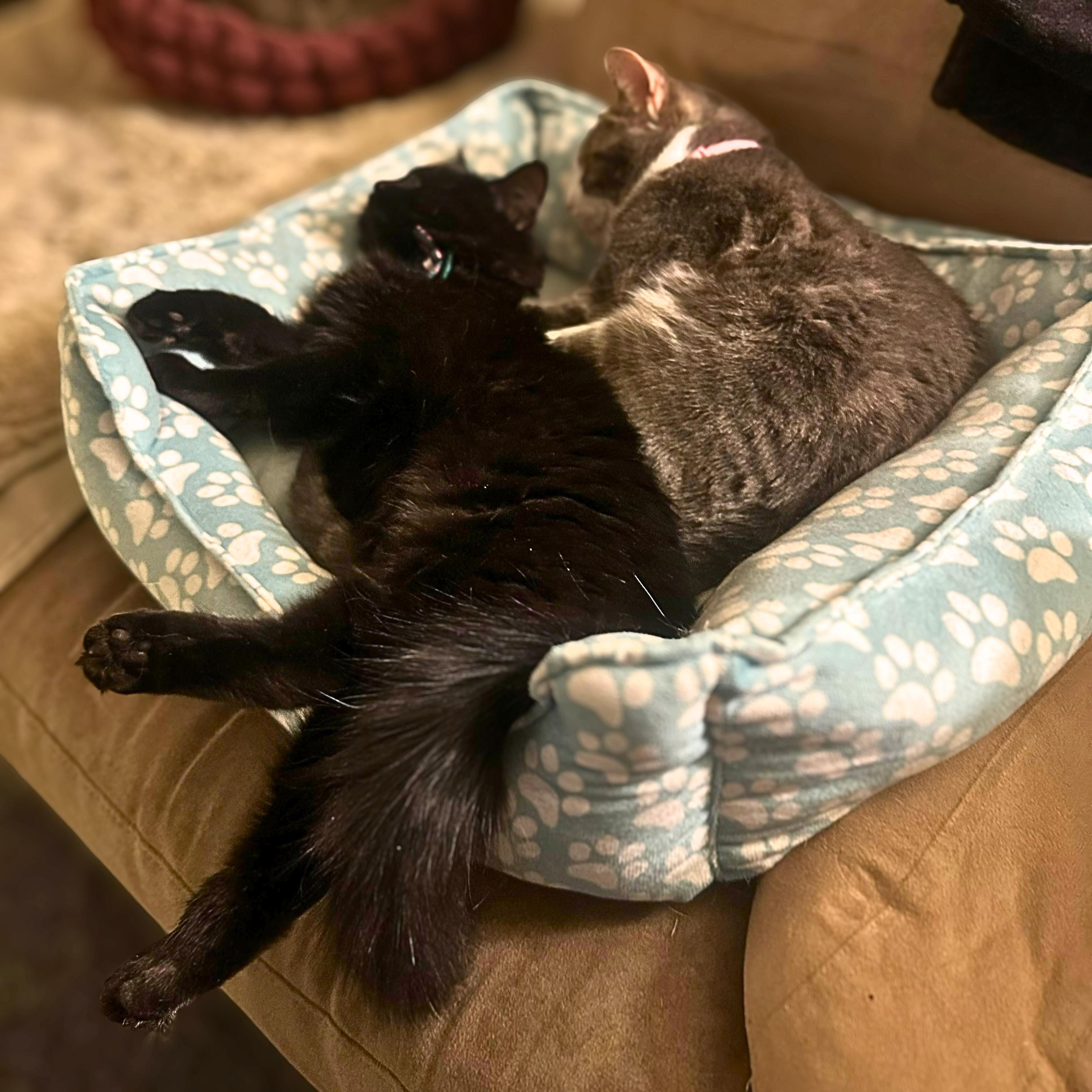 Enlarge Arwen, a Adoptable Domestic Medium Hair in Lemoyne, PA image 5/6