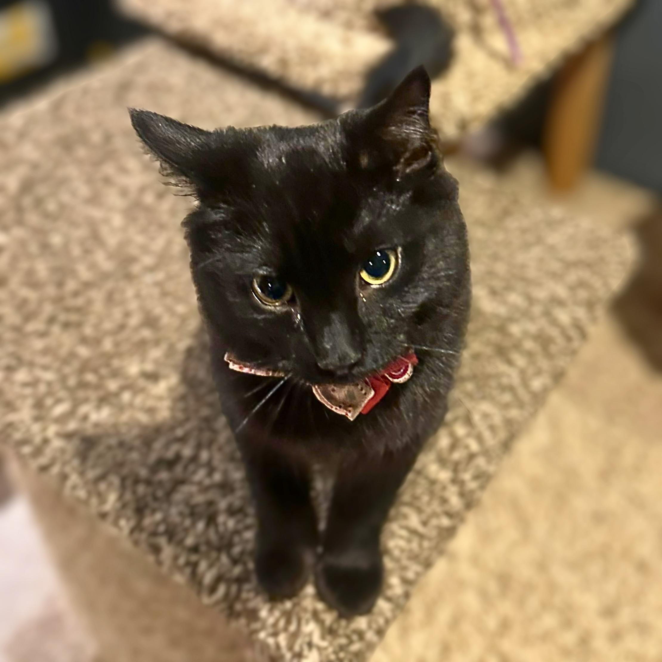 Enlarge Arwen, a Adoptable Domestic Medium Hair in Lemoyne, PA image 2/6