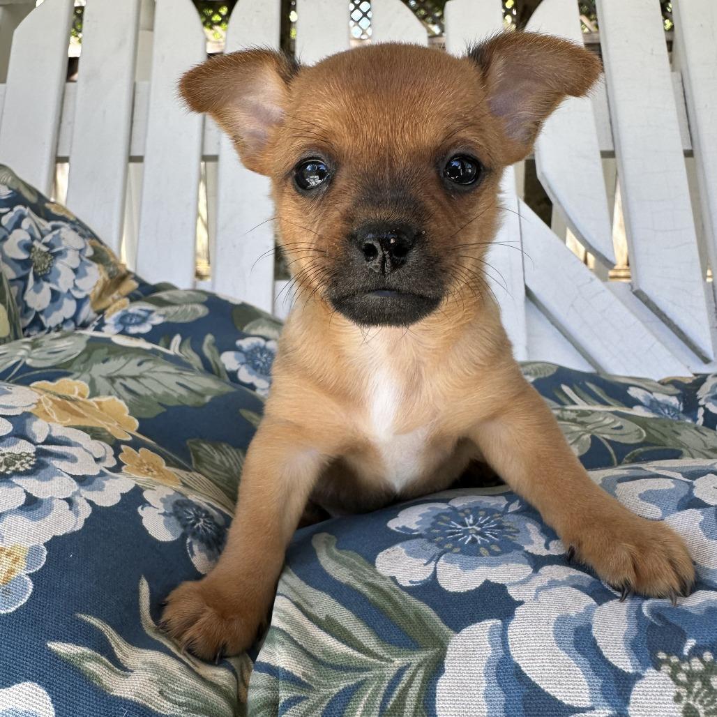 Pluto, Adoptable, Puppy Male Mixed Breed.