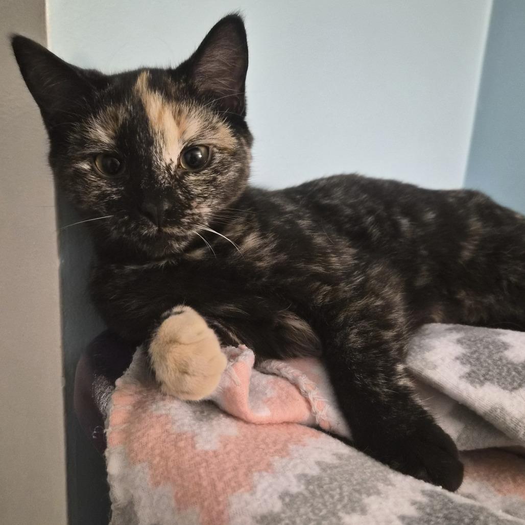 Enlarge Rhonda LeBeck, a Adoptable Domestic Short Hair in CHRISTIANSBURG, VA image 1/4