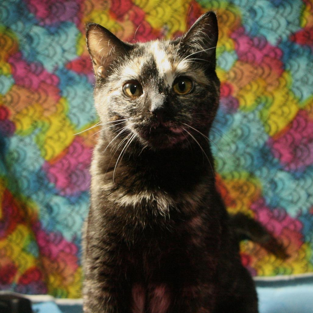 Enlarge Rhonda LeBeck, a Adoptable Domestic Short Hair in CHRISTIANSBURG, VA image 2/4