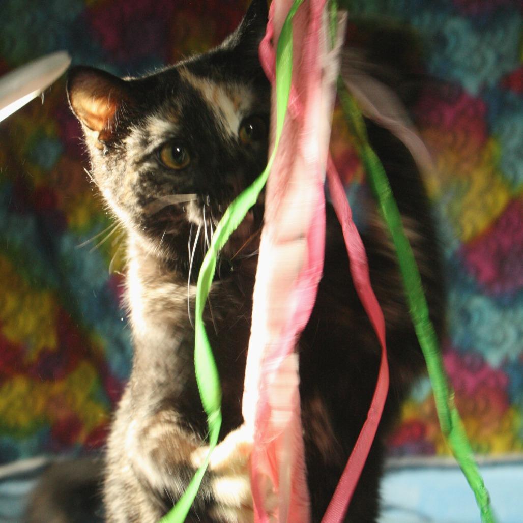 Enlarge Rhonda LeBeck, a Adoptable Domestic Short Hair in CHRISTIANSBURG, VA image 3/4