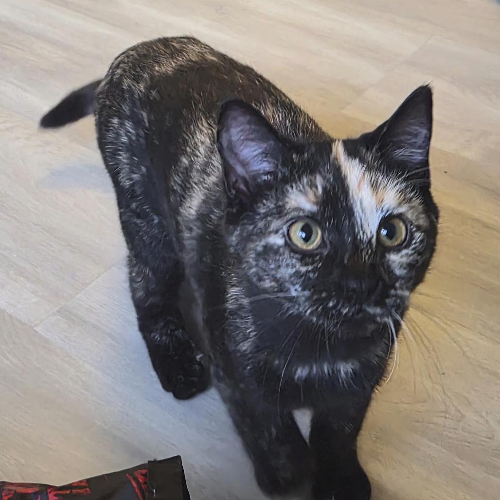 Enlarge Rhonda LeBeck, a Adoptable Domestic Short Hair in CHRISTIANSBURG, VA image 4/4