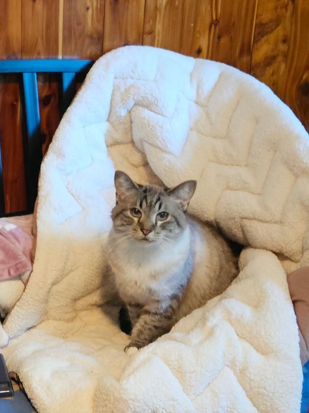 Jade (bonded with Pip), Adult Female Siamese
