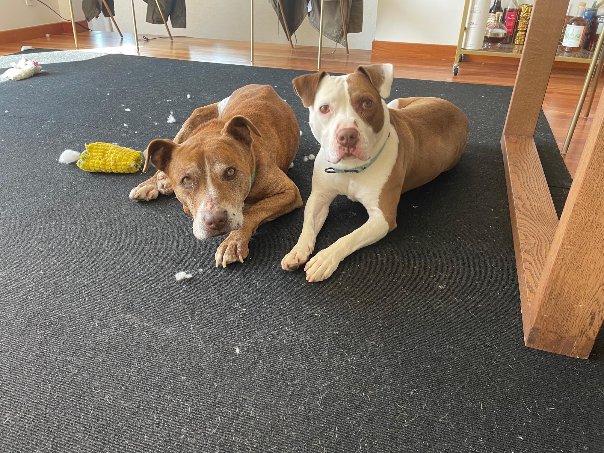 Baby Bop, Adopted, Adult Female Pit Bull Terrier.