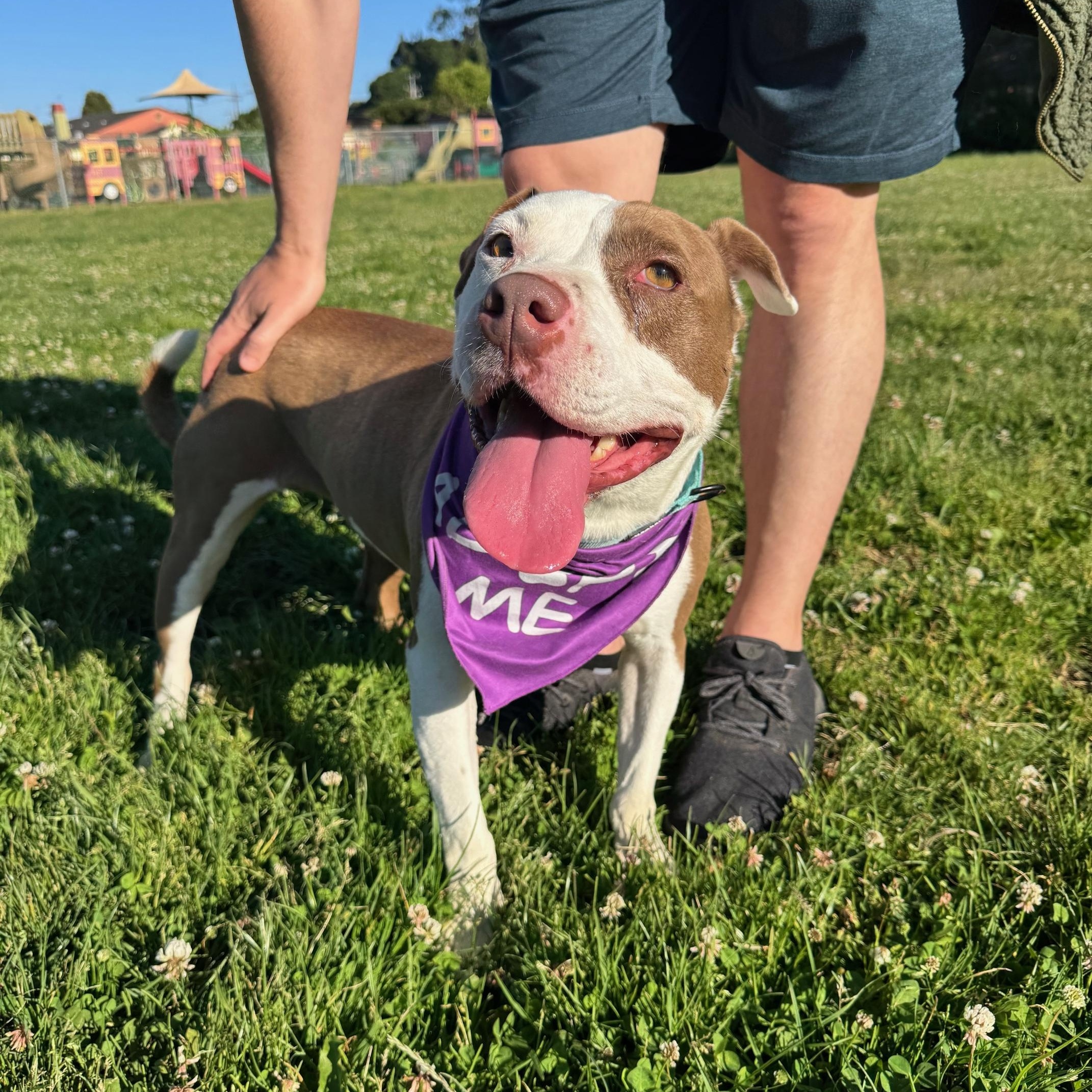 Enlarge Baby Bop, a Adopted mixed breed in Kensington, CA image 2/4