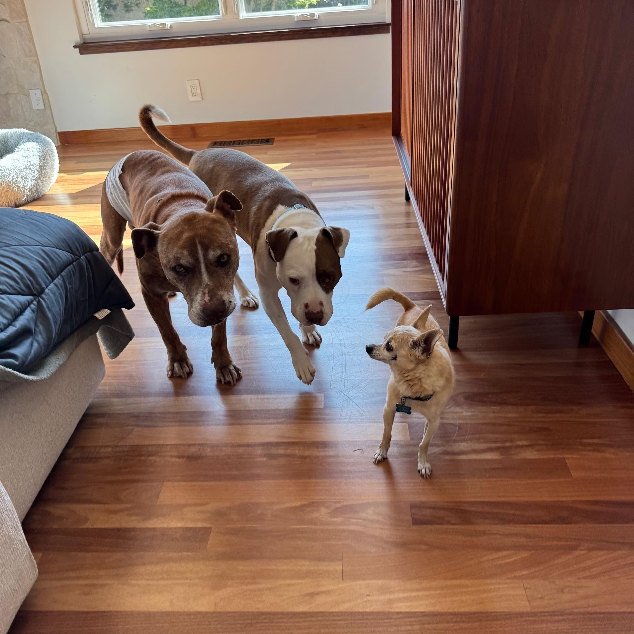 Enlarge Baby Bop, a Adopted mixed breed in Kensington, CA image 3/4